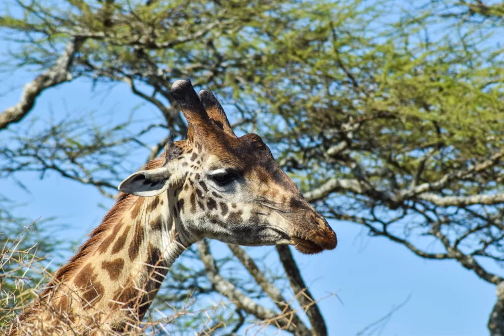gros plan sur la tête d'une girafe