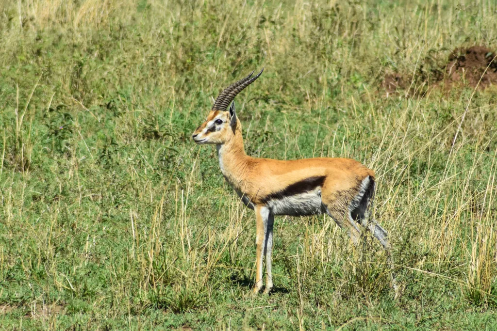 Gazelle de profil dans l'herbe