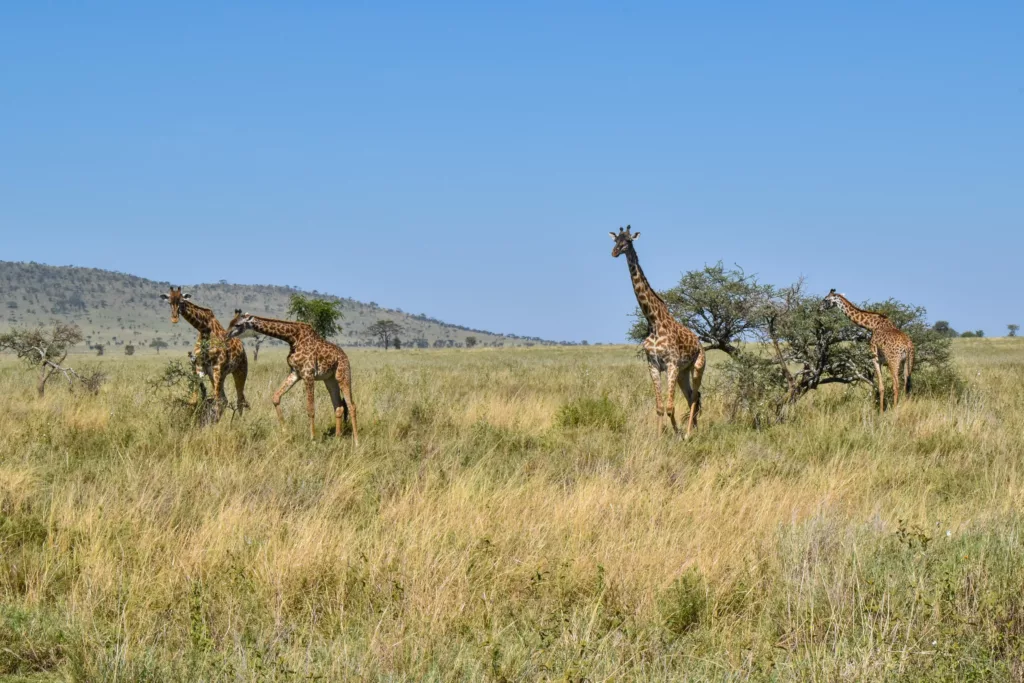 4 girafes près d'arbres dans la savane