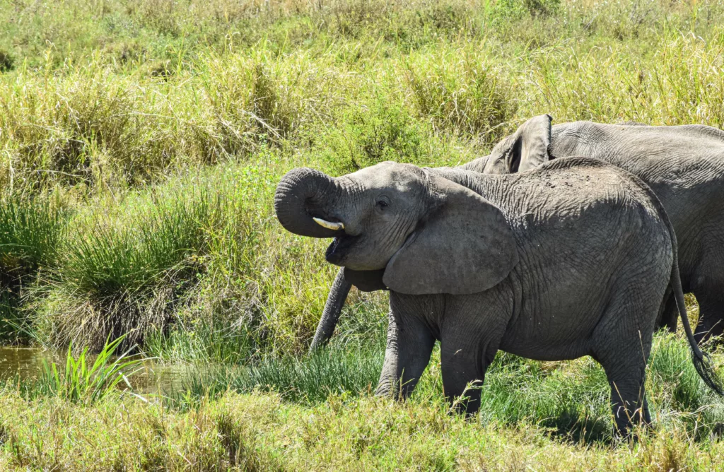 éléphant avec sa trompe dans sa gueule, près d'un plan d'eau