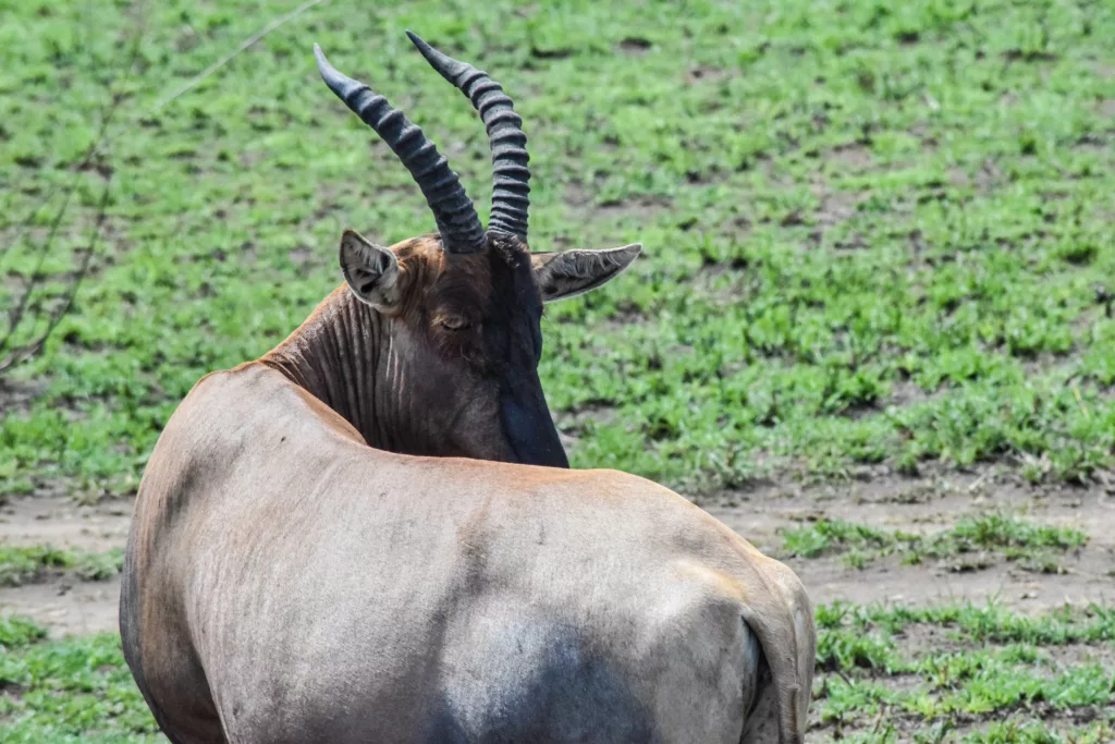 topi, antilope marron avec de grandes cornes