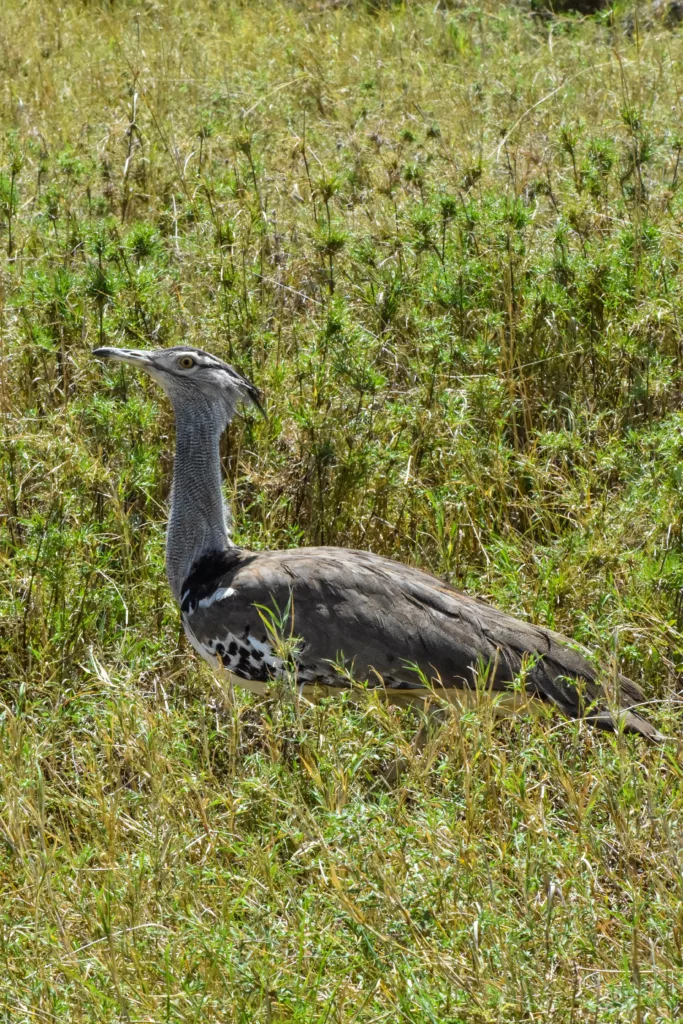 oiseau gris à long cou dans l'herbe