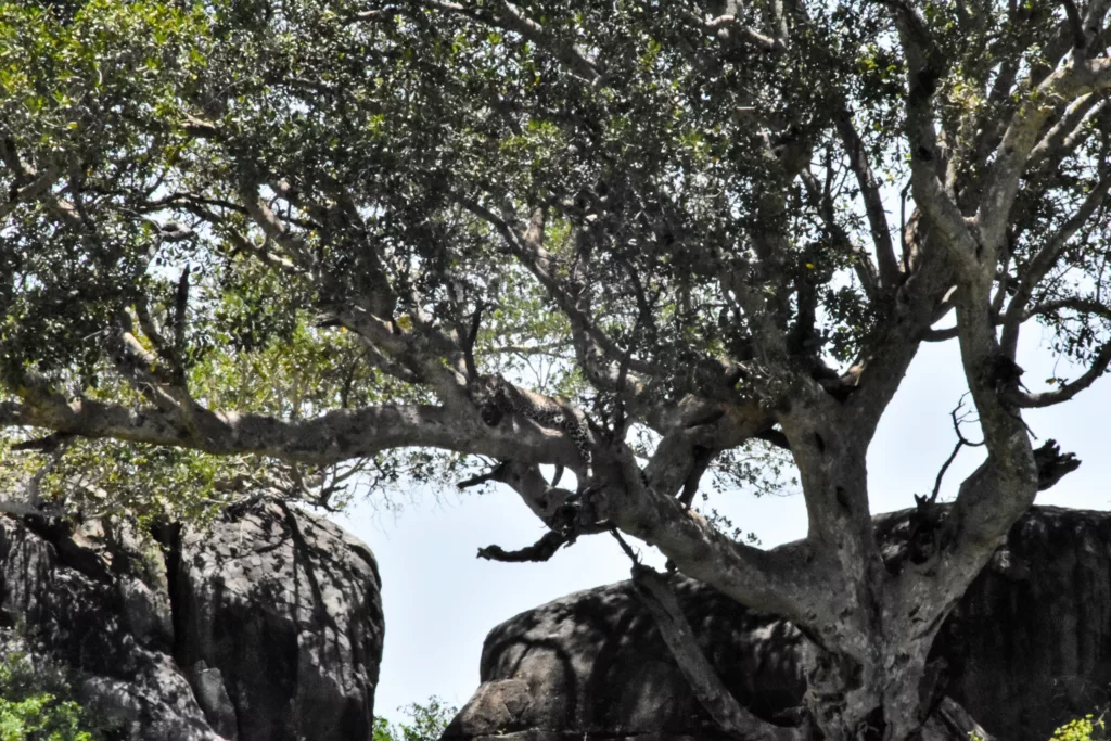 arbre avec un léopard qui dort sur une branche