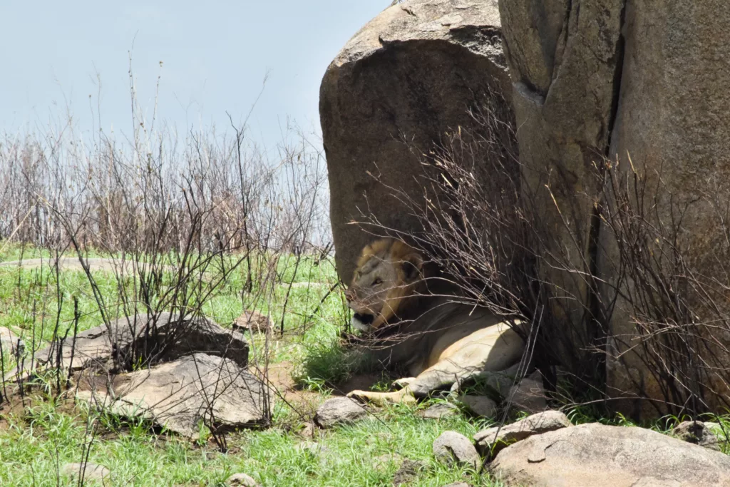 lion allongé à l'ombre d'un rocher du Serengeti
