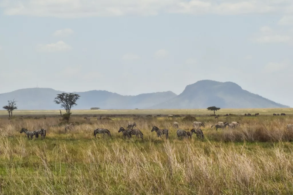 paysage d'un safari de 2 jours au Serengeti, avec de nombreux zèbres