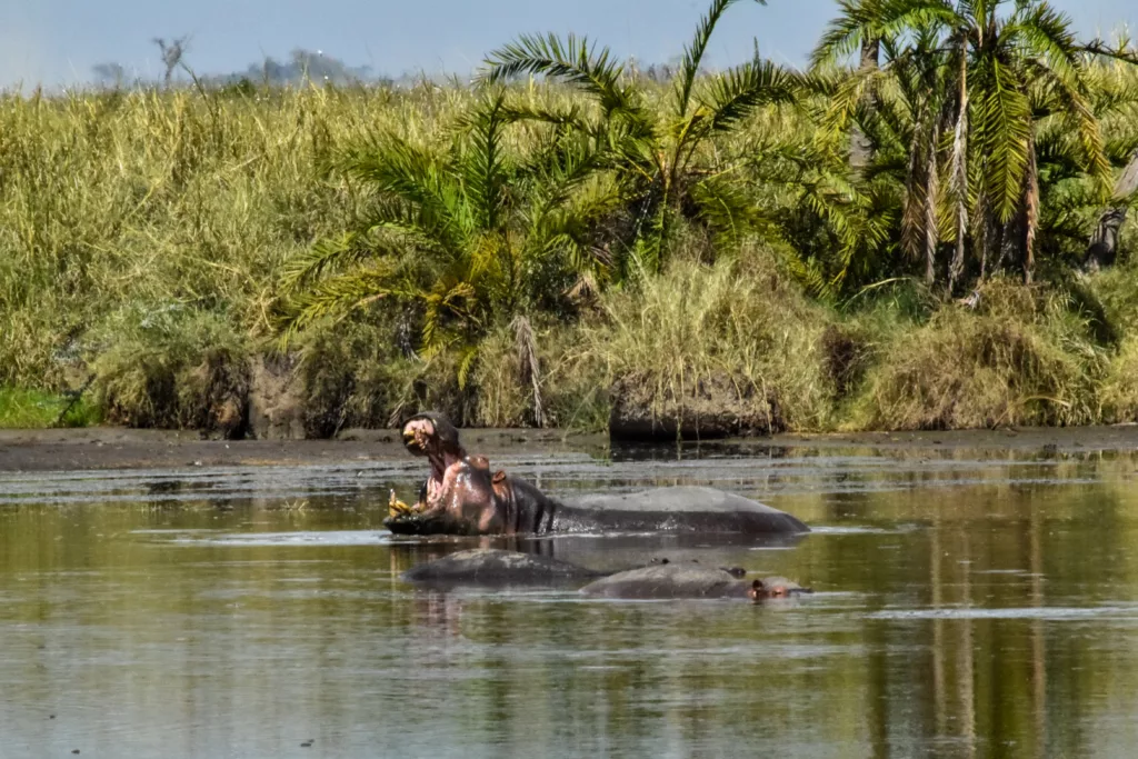 hippopotame la gueule ouverte, dans l'eau