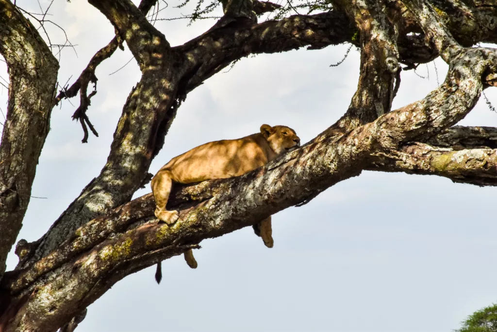 lionne qui est allongée sur une branche, dans le parc Serengeti