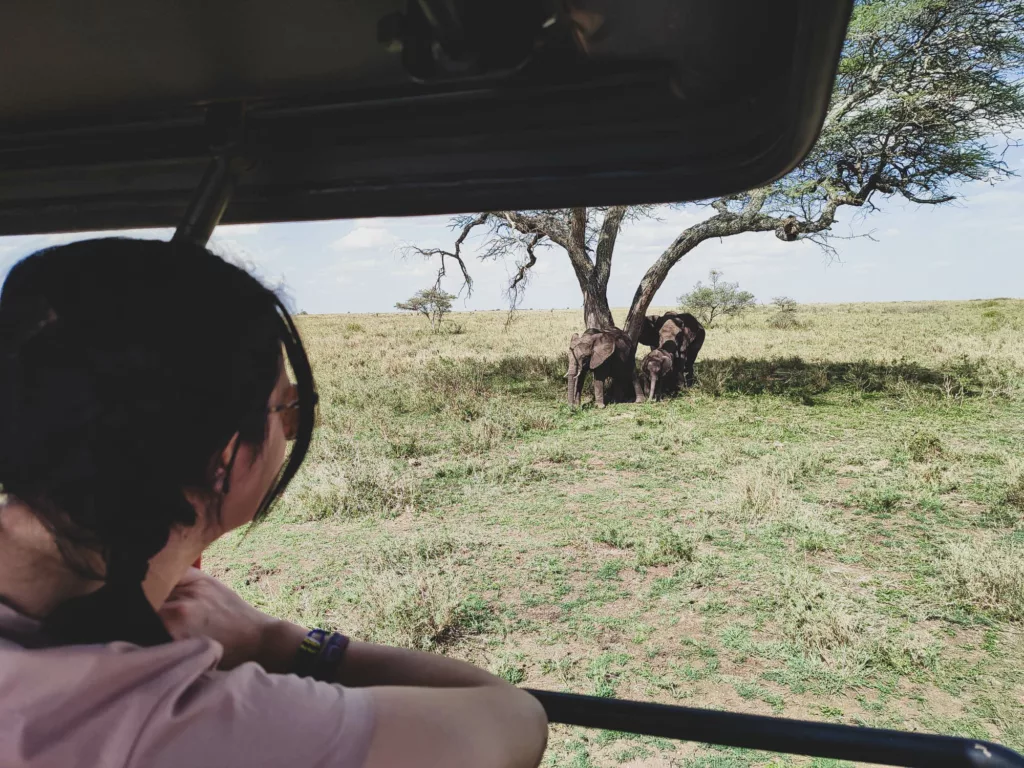 Amandine dans le véhicule, observant un groupe de 3 éléphants sous un arbre, proche