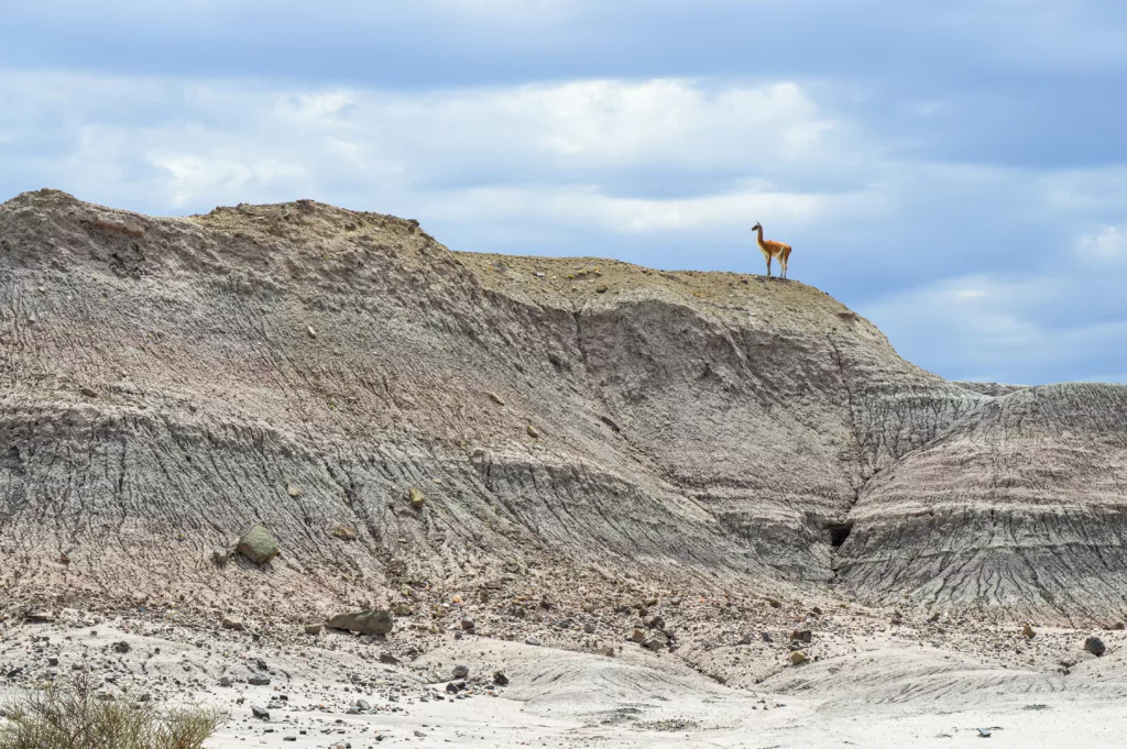 lama sur une colline d'Ischigualasto  nord-ouest argentine