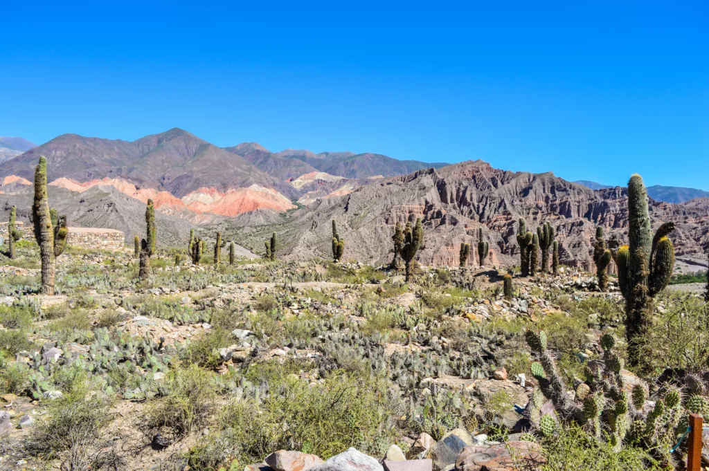 cactus et montagnes colorées