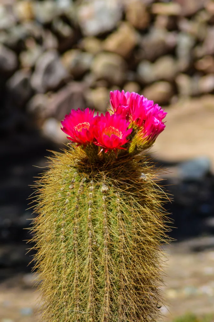 gros plan sur une fleur de cactus