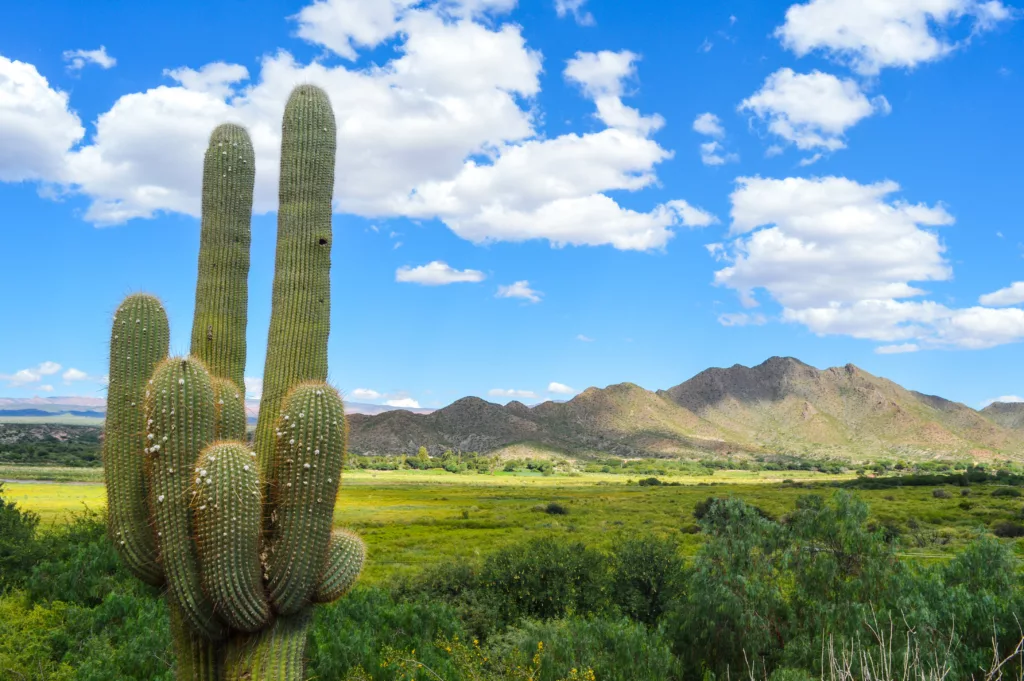 gros cactus et montagnes au loin