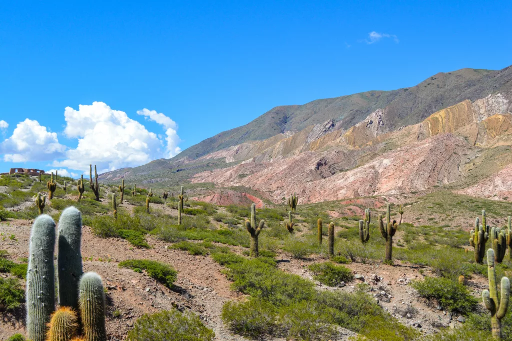 cactus et montagnes colorées 