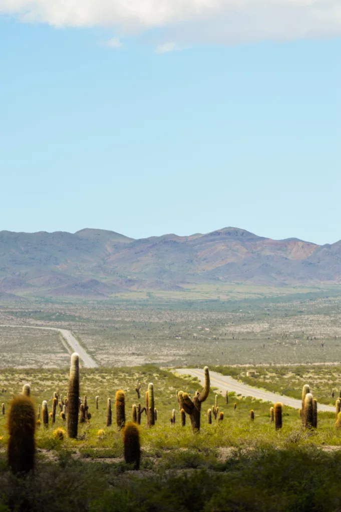nombreux cactus et route, paysage road trip nord-ouest argentine