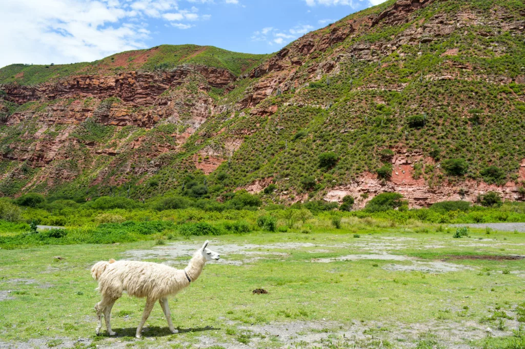 lama blanc dans la nature