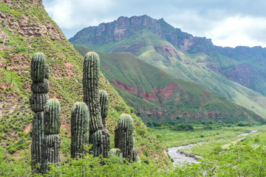 cactus et grandes montagnes rocheuses