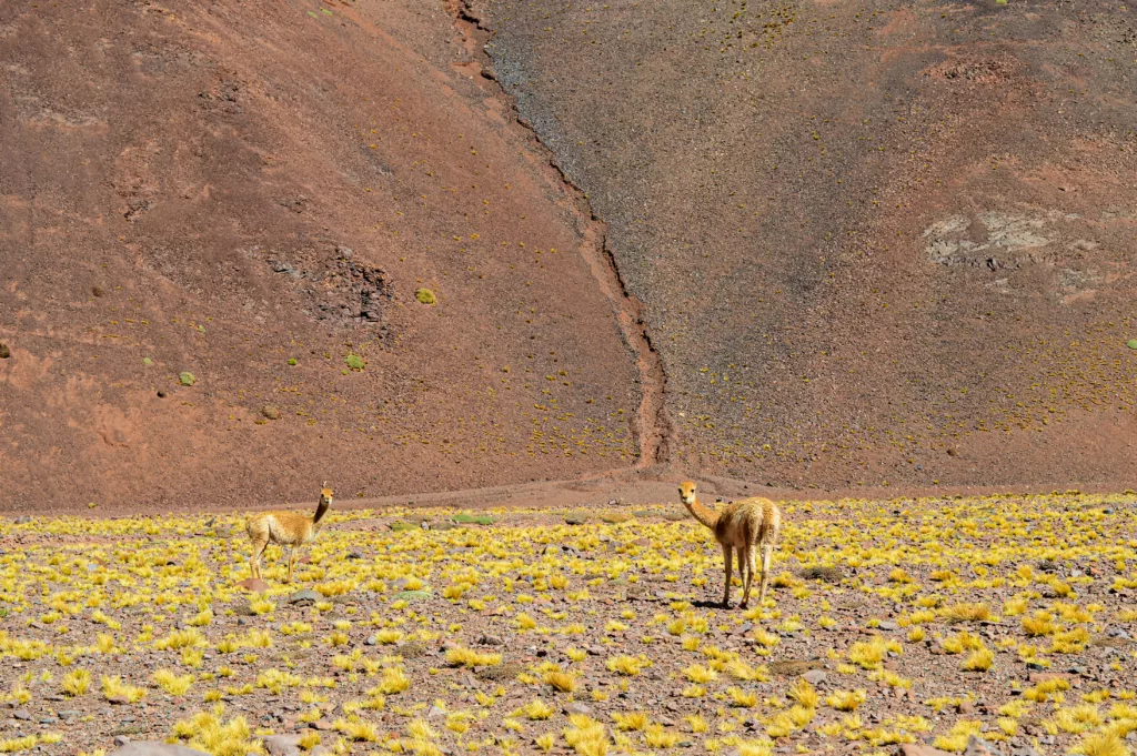 vignonges aperçu sur la route durant le road trip 