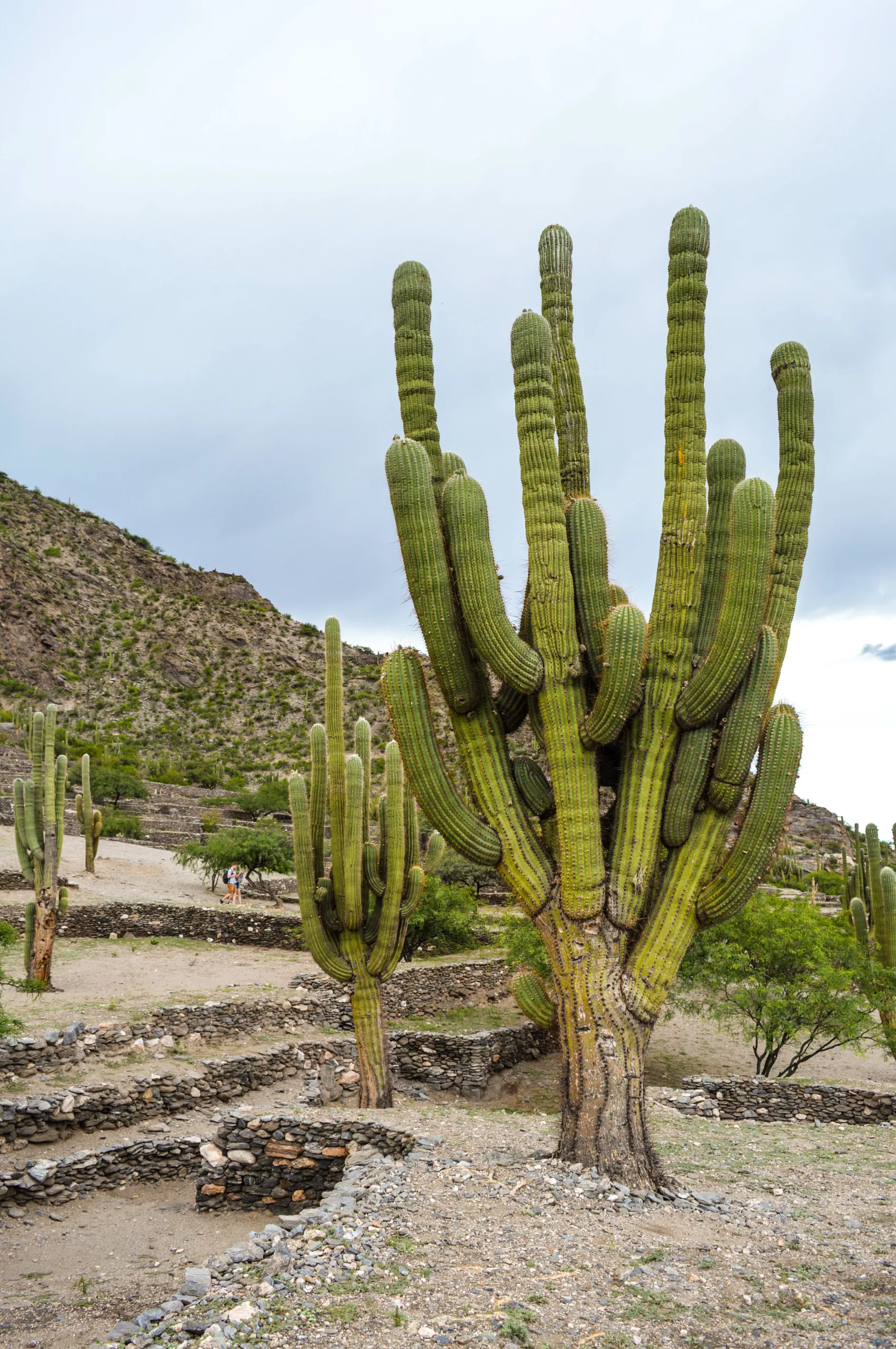 grand cactus ruines quilmes