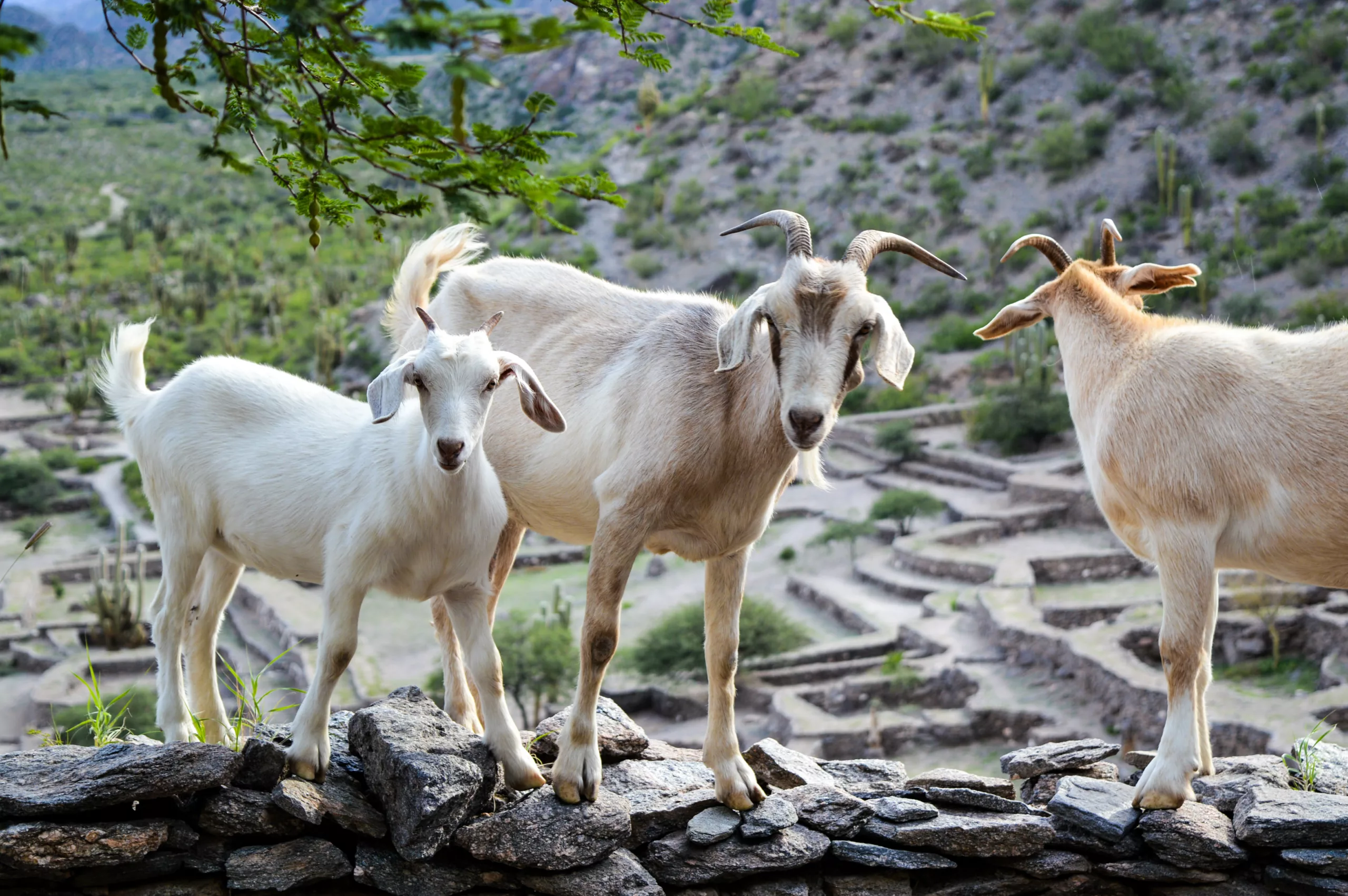 chèvres aux ruines quilmes