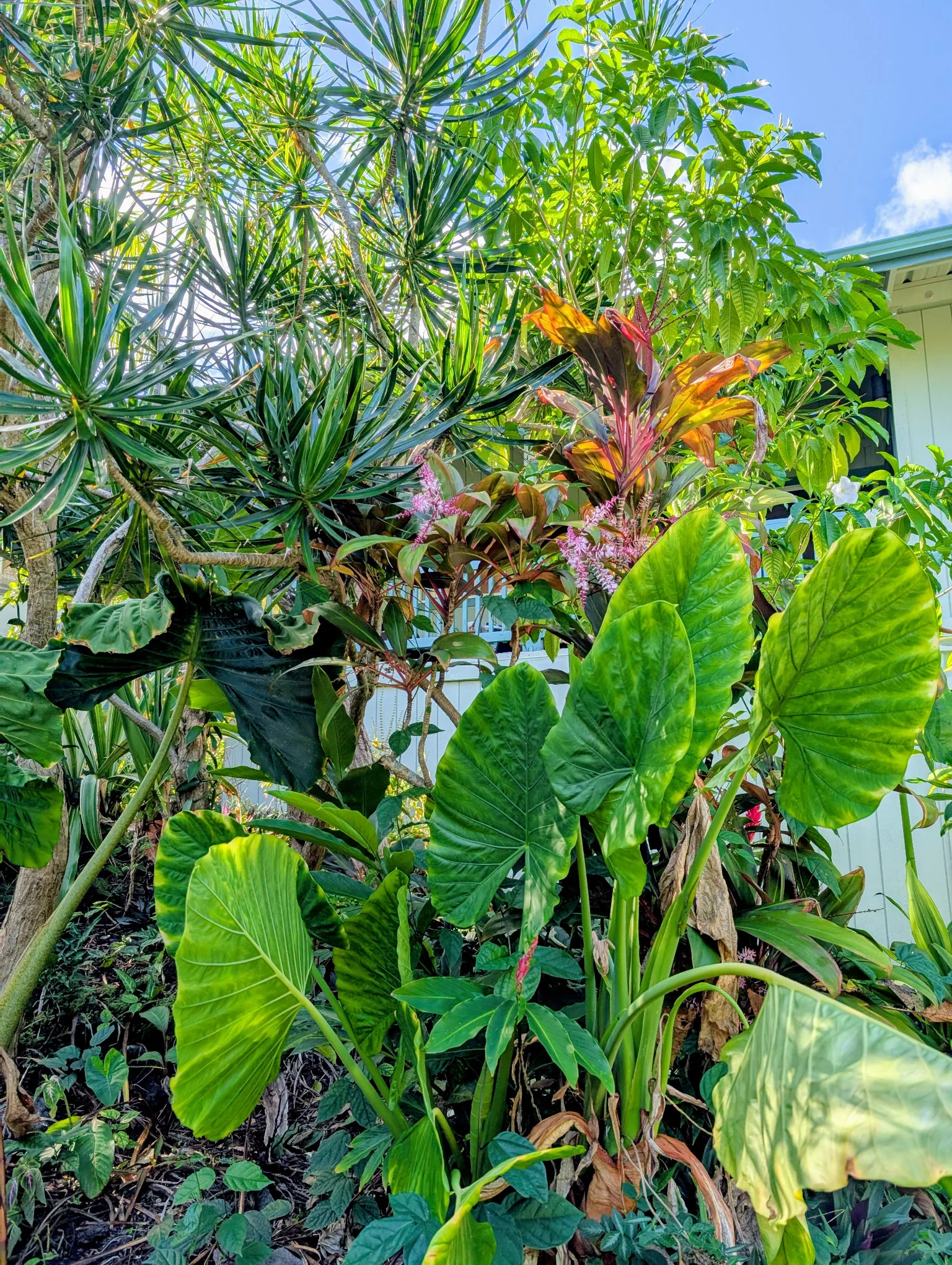 Diverses plantes tropicales aux larges feuilles vertes et au feuillage coloré poussent densément dans un jardin à côté d'un bâtiment blanc, évoquant le paysage luxuriant de Big Island à Hawaï sous un ciel bleu parsemé de nuages.
