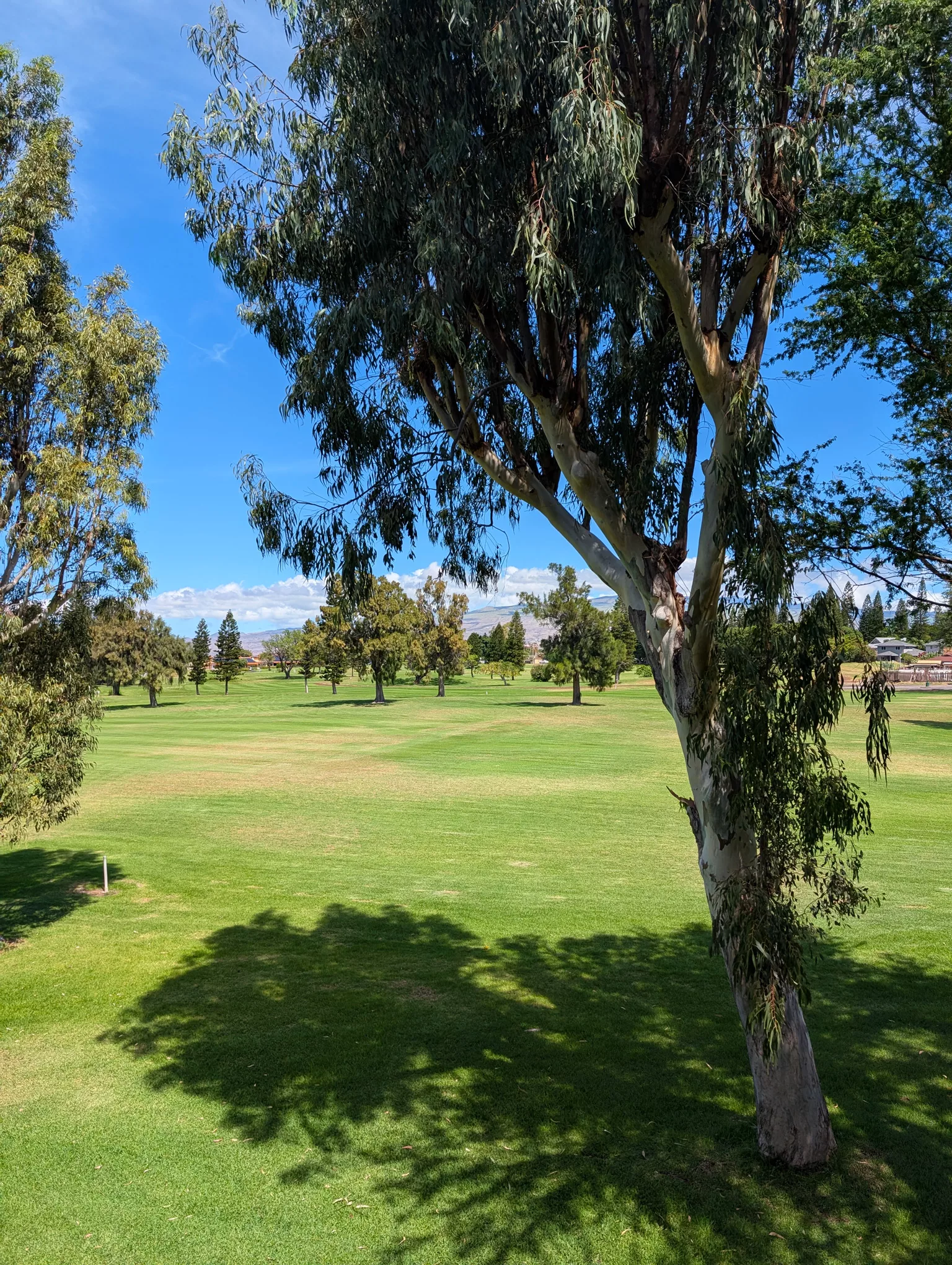 Un golf à l'herbe verte avec des arbres épars sous un ciel bleu et de légers nuages à Big Island Hawaï. Au premier plan, un grand arbre projette son ombre sur l'herbe vibrante, avec des arbres et des structures éloignés au-delà.