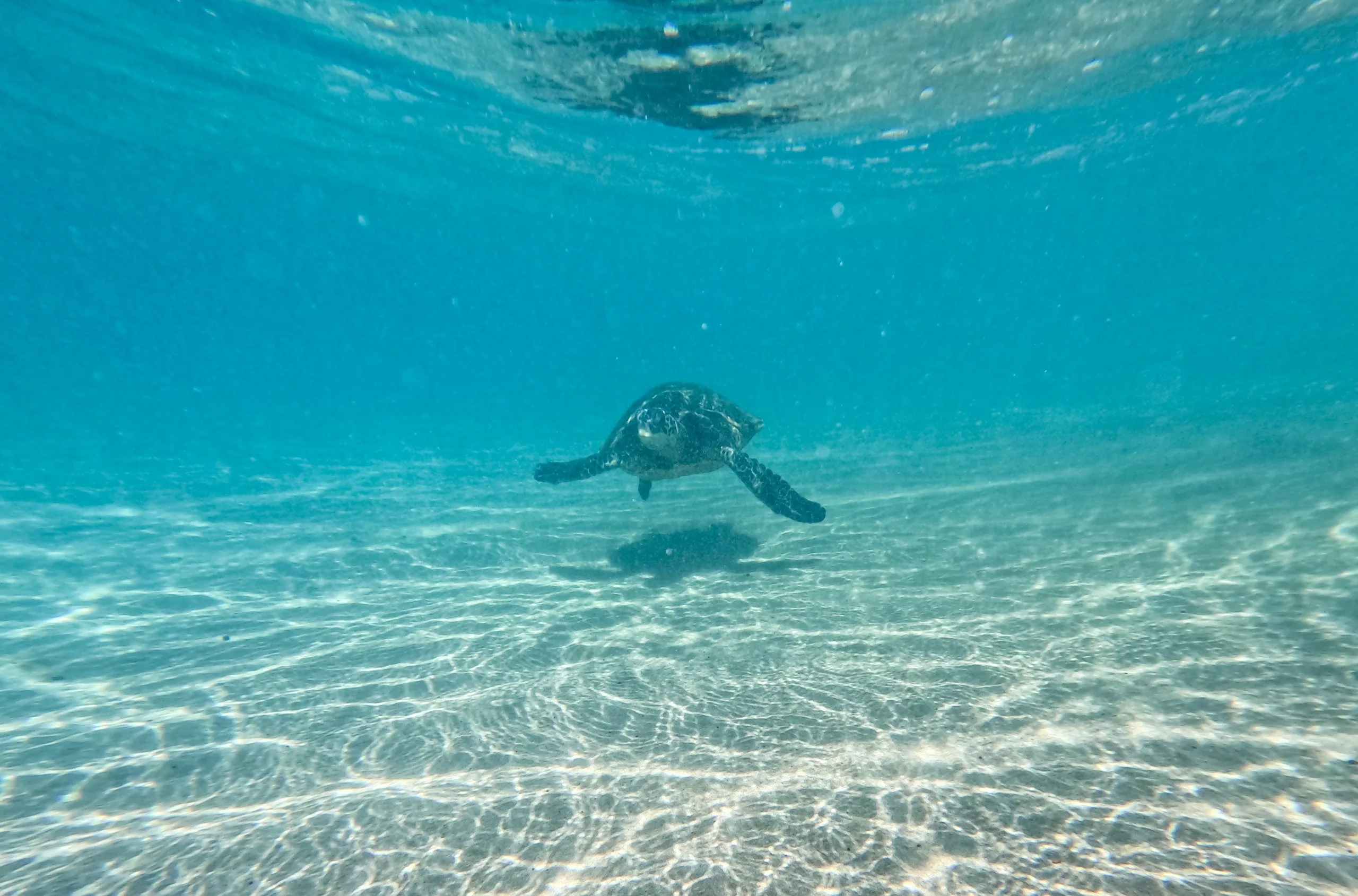 Une tortue de mer nage sous l'eau près du fond sablonneux de l'océan, tandis que la lumière du soleil crée des ondulations sur le sable