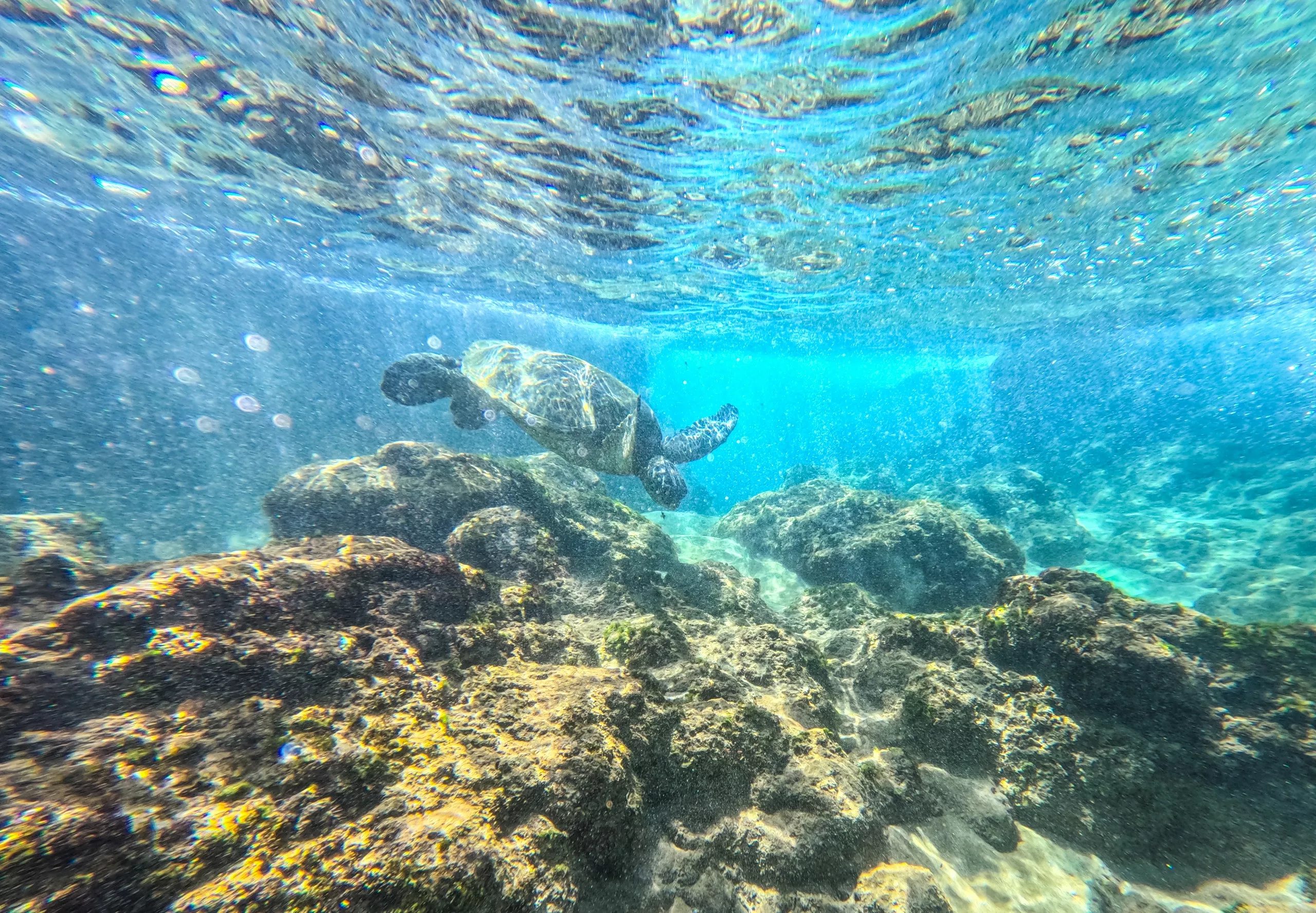 Une tortue de mer à Maui nage au-dessus des coraux et des rochers dans une eau bleu clair, avec la lumière du soleil filtrant à travers la surface