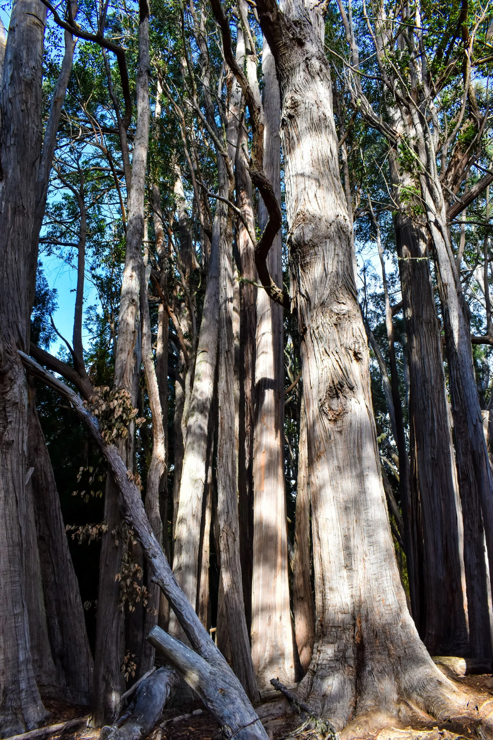 De grands troncs d'arbres épais à l'écorce texturée et quelques branches se dessinent dans une zone boisée