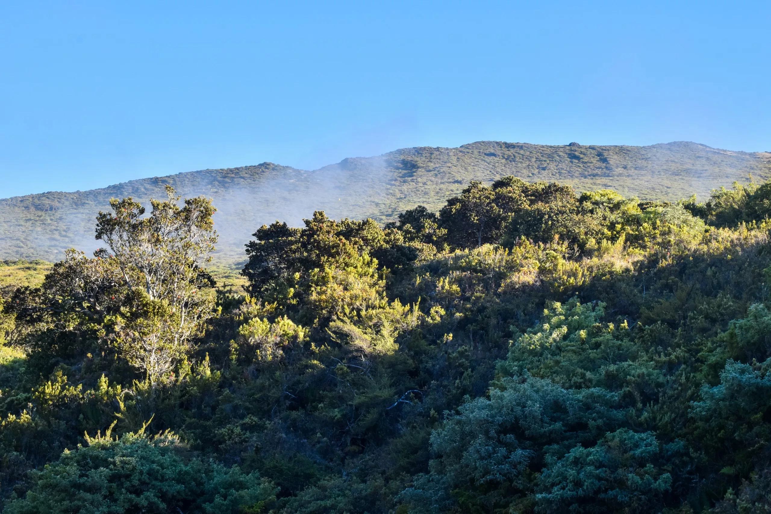 Une vue de paysage d'une colline verte et couverte d'arbres sous un ciel bleu clair avec la lumière du soleil dansant sur le feuillage et la brume couronnant le sommet de la colline.