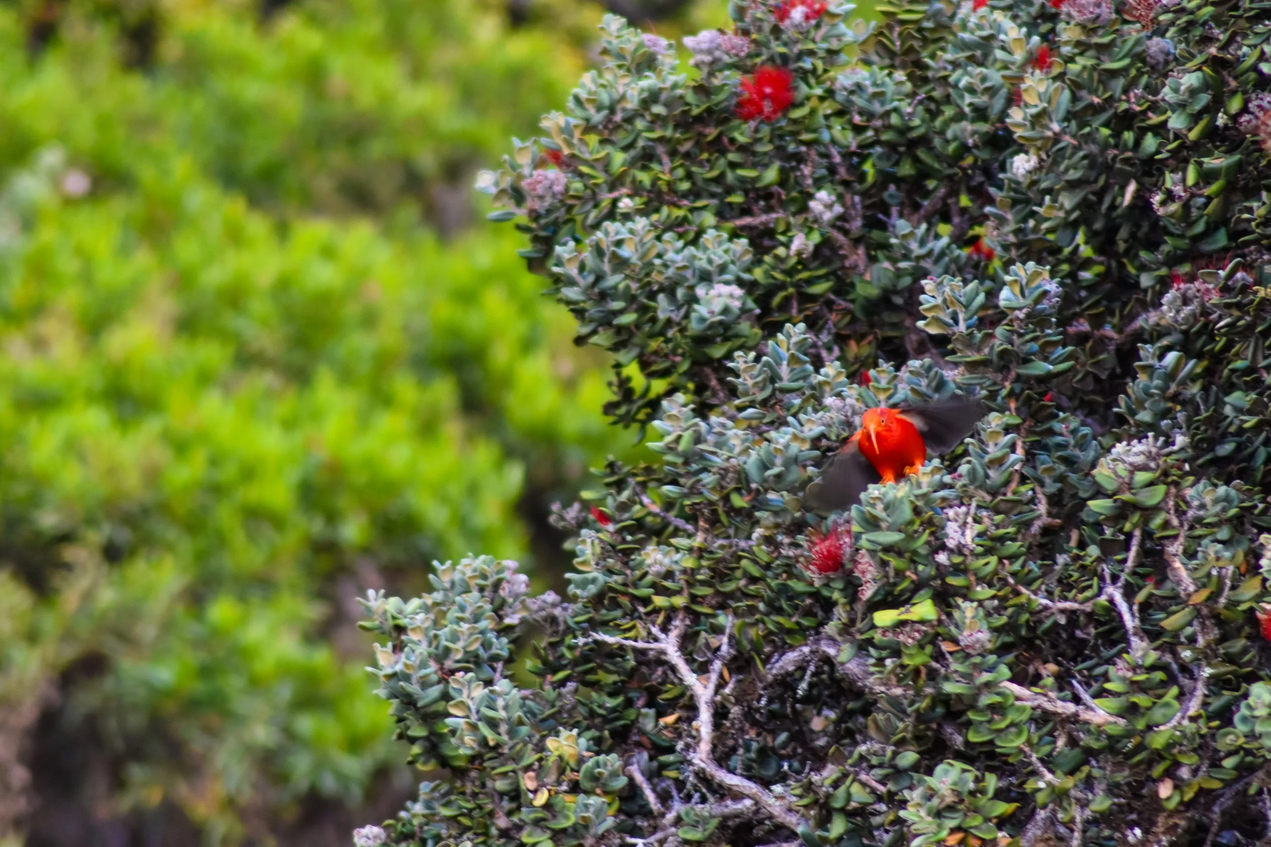 Un oiseau rouge vif est perché sur un buisson au feuillage vert dense et aux petites fleurs rouges, partiellement dissimulées par des branches et des feuilles