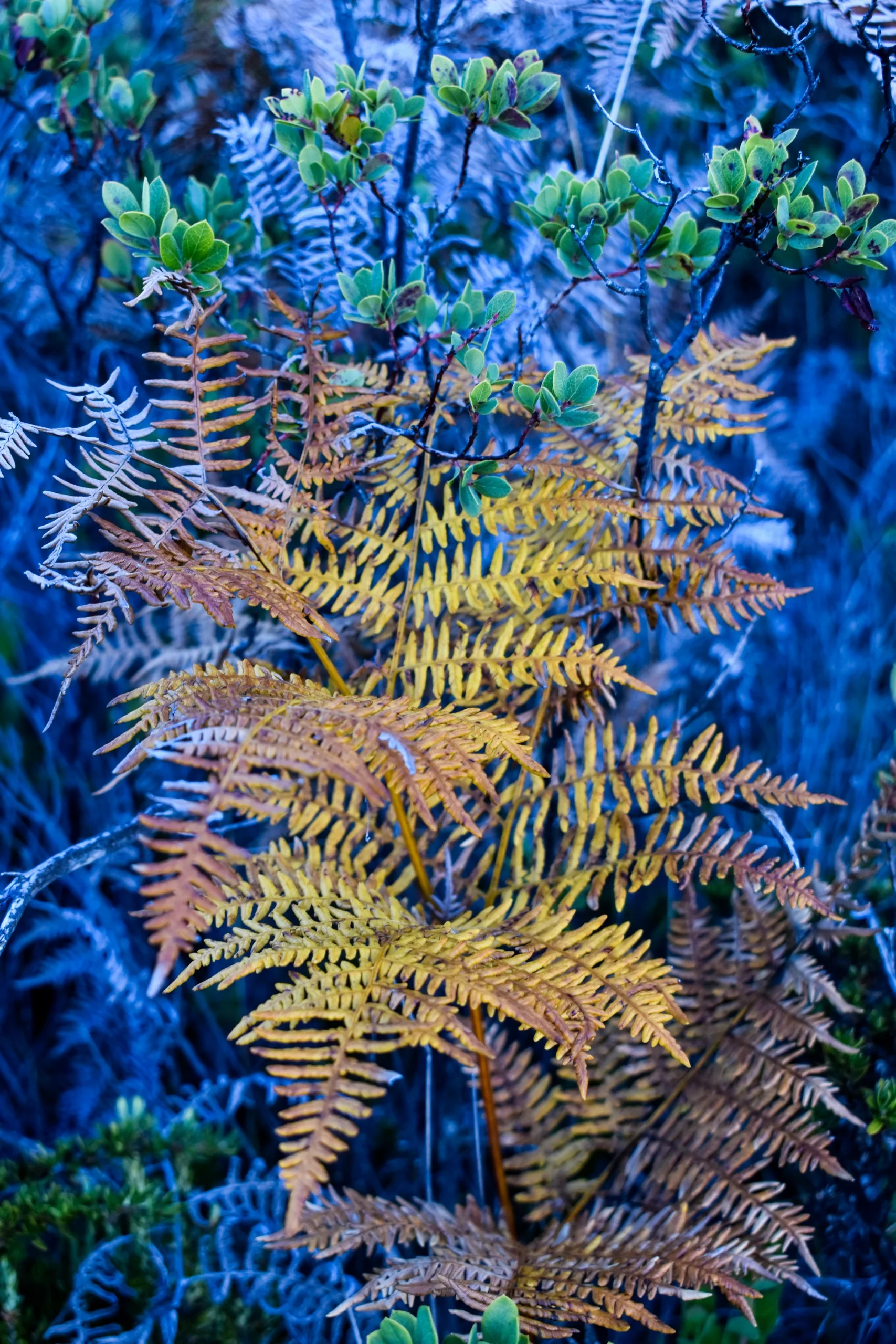Une fougère jaune-orange se dresse parmi des plantes à feuilles vertes et une végétation bleutée