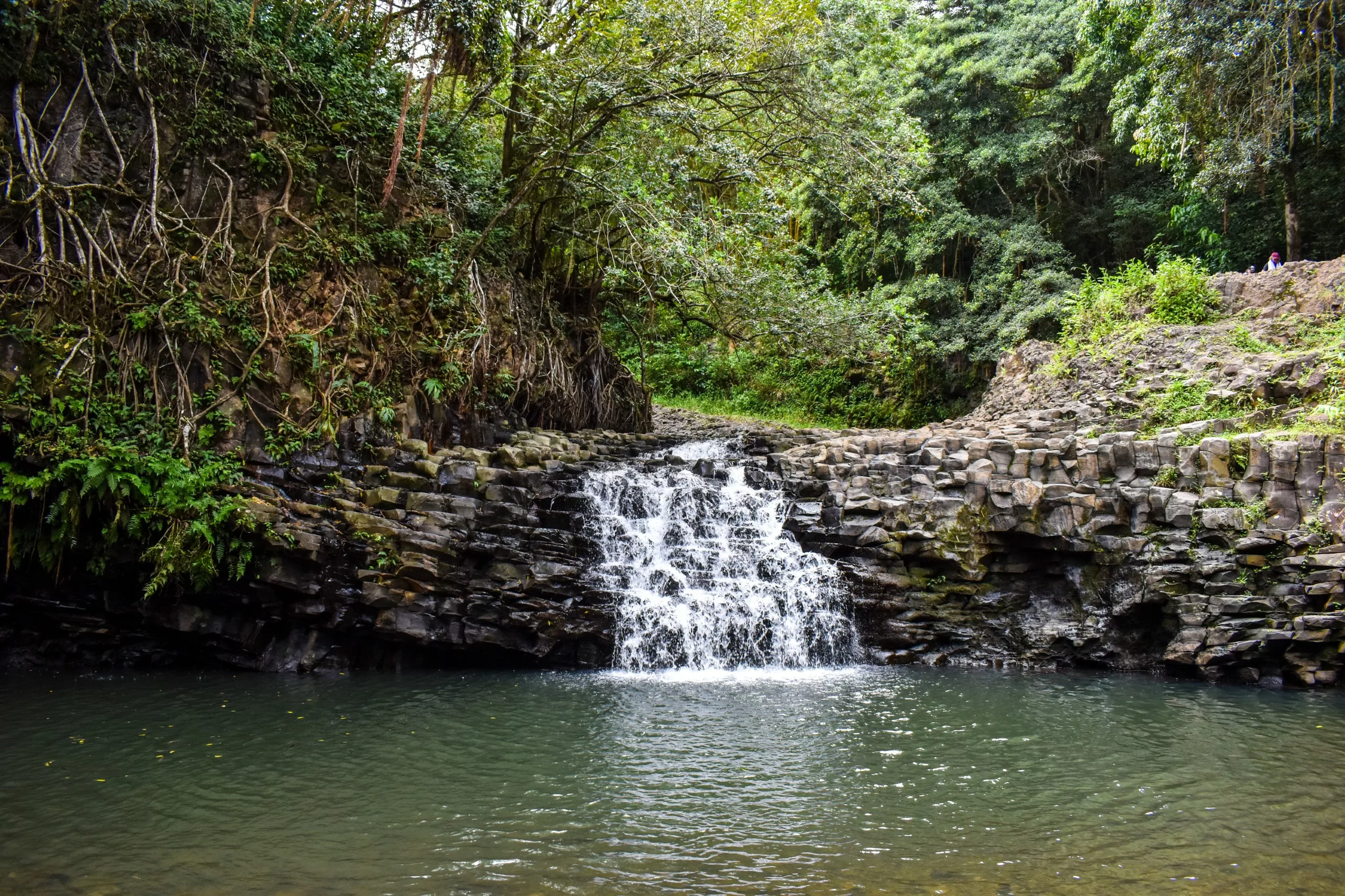 Une petite cascade tombe sur des rochers sombres et déchiquetés dans une piscine calme, entourée d'arbres verts denses - un joyau parfait si vous cherchez que faire à Maui.