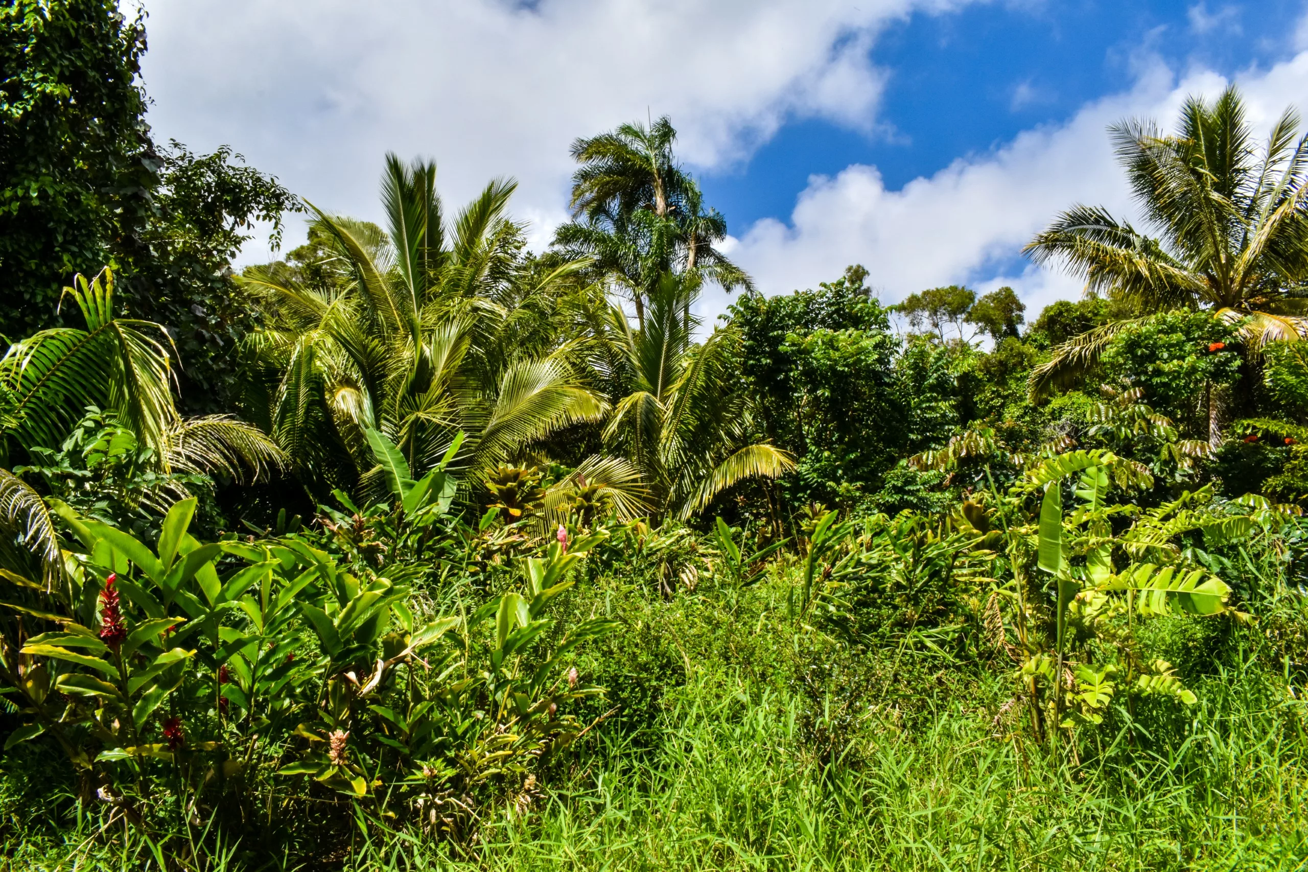 Forêt tropicale dense avec diverses plantes vertes, de grands palmiers et une herbe épaisse sous un ciel bleu partiellement nuageux - une scène que vous découvrirez en explorant que faire à Maui.