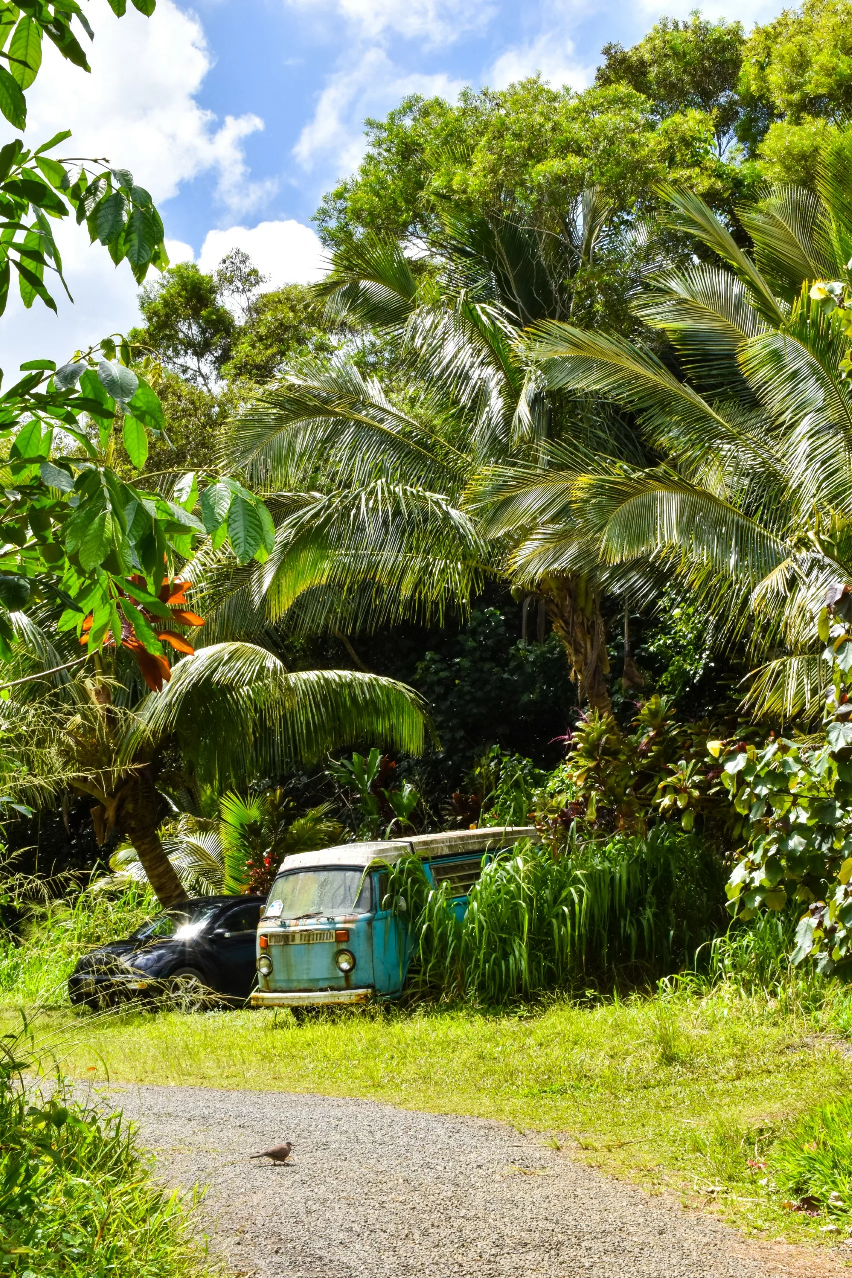 Une vieille camionnette bleue et une voiture noire sont partiellement cachées, envahies par de hautes herbes et des plantes tropicales à côté d'un chemin sinueux