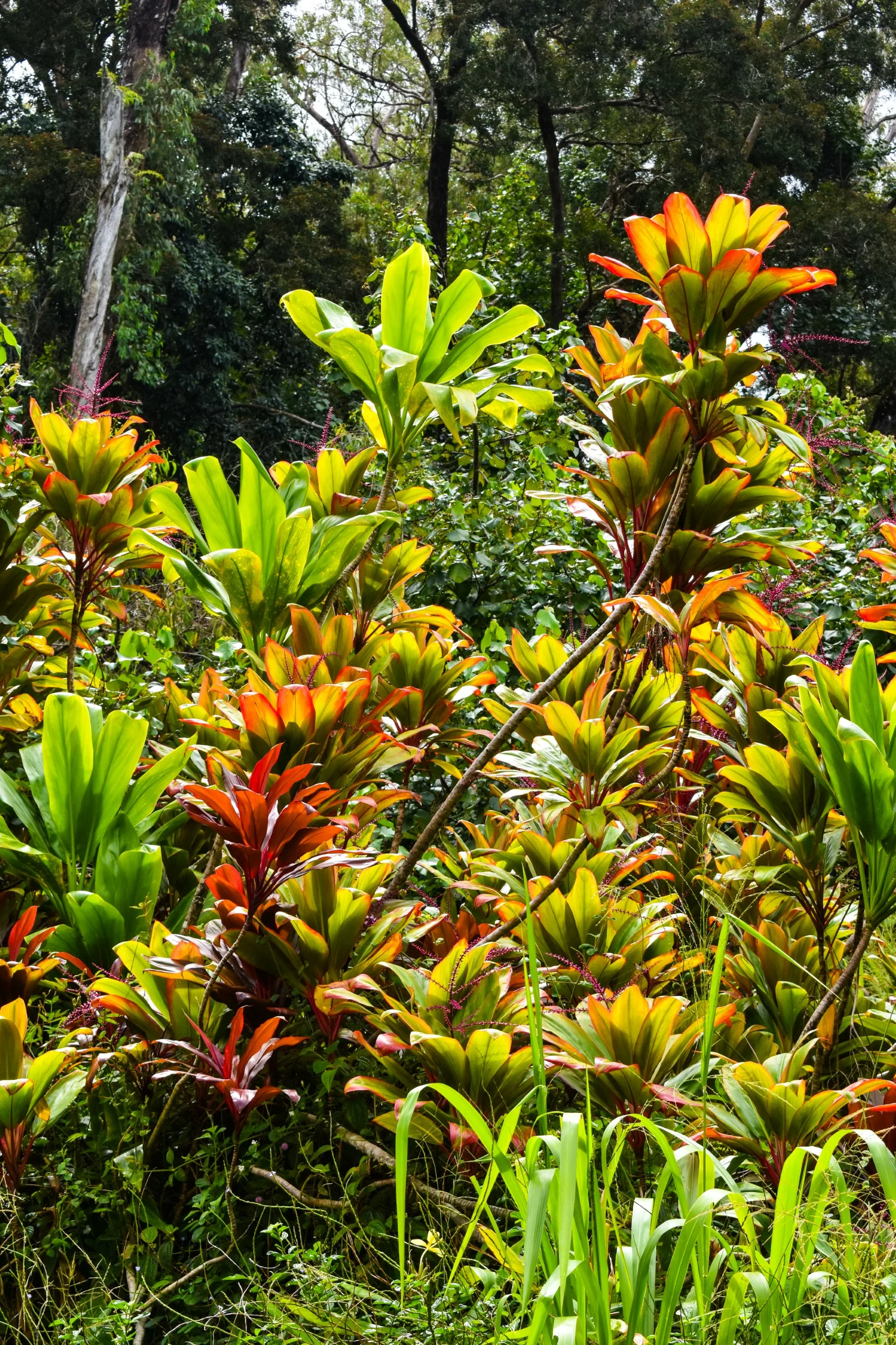Des plantes tropicales aux larges feuilles vertes et rouges dans un cadre extérieur luxuriant avec la lumière du soleil mettant en valeur le feuillage coloré.