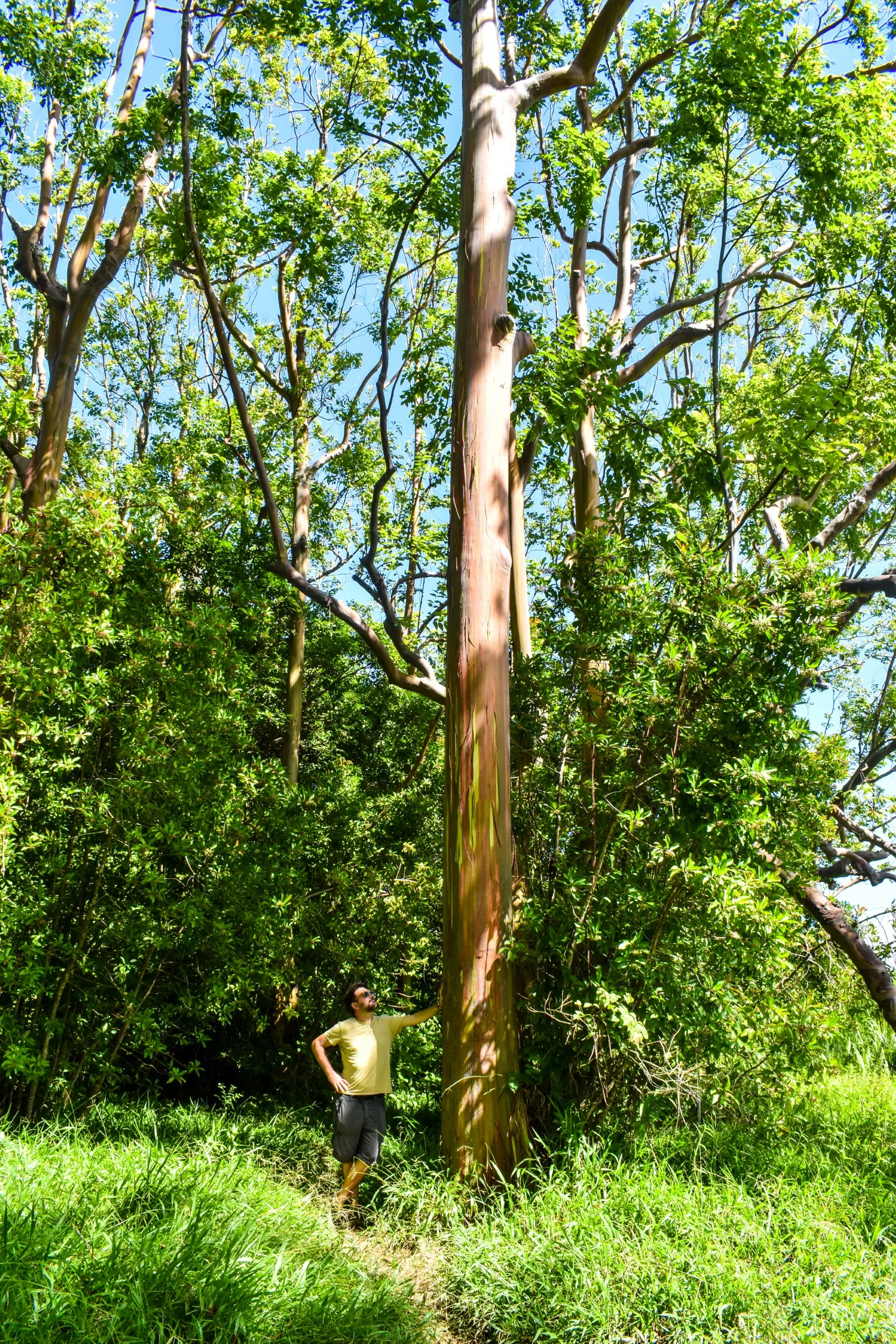 Un homme debout à côté d'un grand eucalyptus à l'écorce lisse et multicolore sur la route d'Hana à Maui