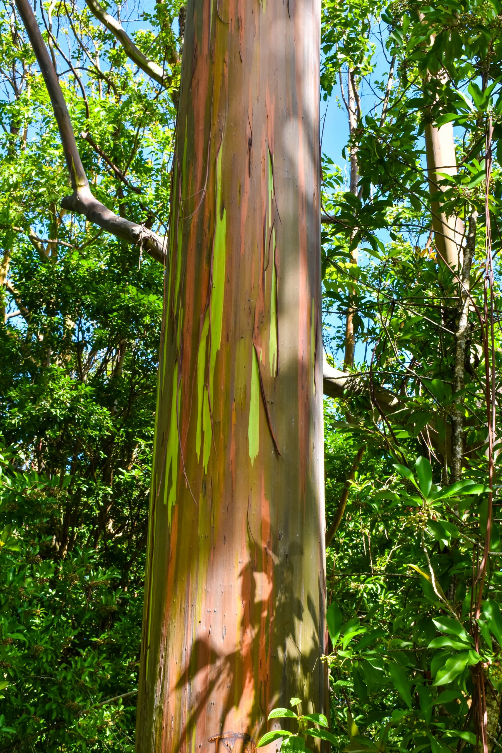 Gros plan d'un tronc d'eucalyptus à l'écorce multicolore dans des tons de vert, d'orange et de marron, entouré d'un feuillage dense