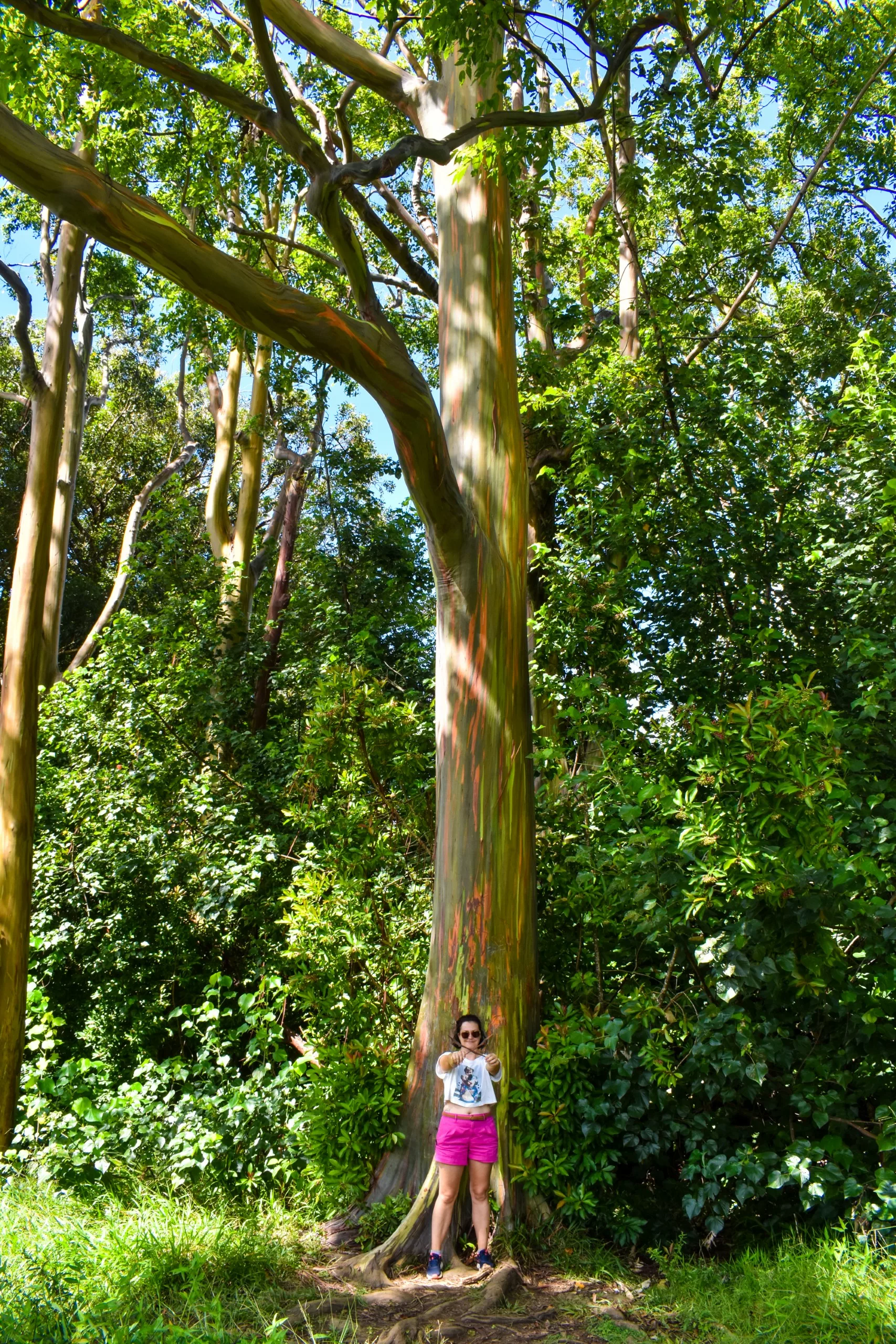 Une femme portant des lunettes de soleil, une chemise blanche et un short rose se tient au pied d'un eucalyptus arc-en-ciel