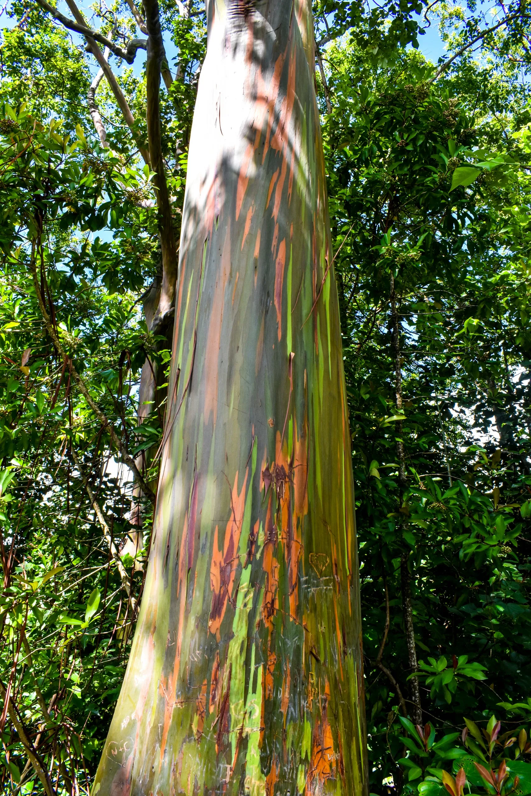 Un gros plan d'un tronc d'eucalyptus arc-en-ciel à Maui montre une écorce multicolore et pelée dans des tons de vert, d'orange et de marron