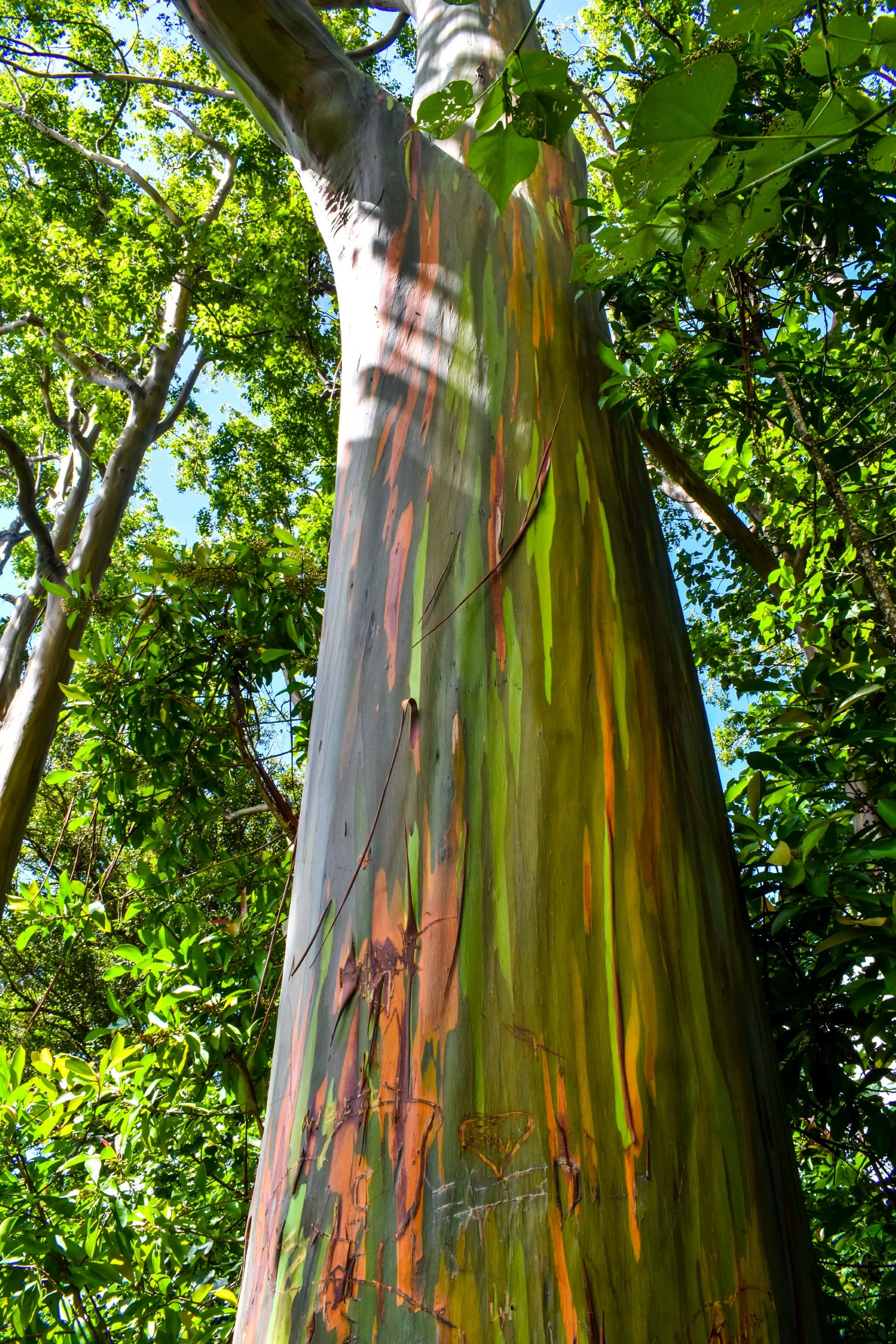 Un grand eucalyptus à l'écorce multicolore affichant des stries vertes, orange et brunes se dresse au milieu d'un feuillage luxuriant à Maui