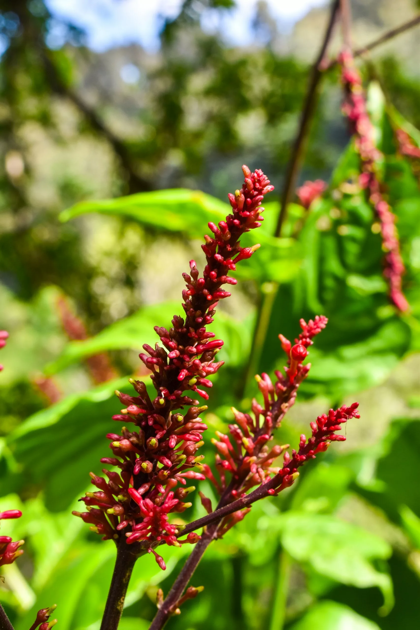 Un gros plan de boutons de fleurs rouges sur des tiges fines, entourés de feuilles vert vif avec un arrière-plan naturel flou
