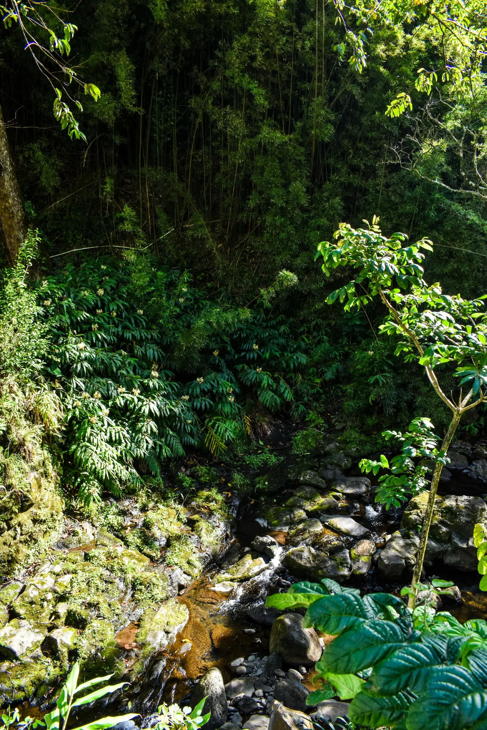 Un petit ruisseau traverse une forêt luxuriante et verte au feuillage dense
