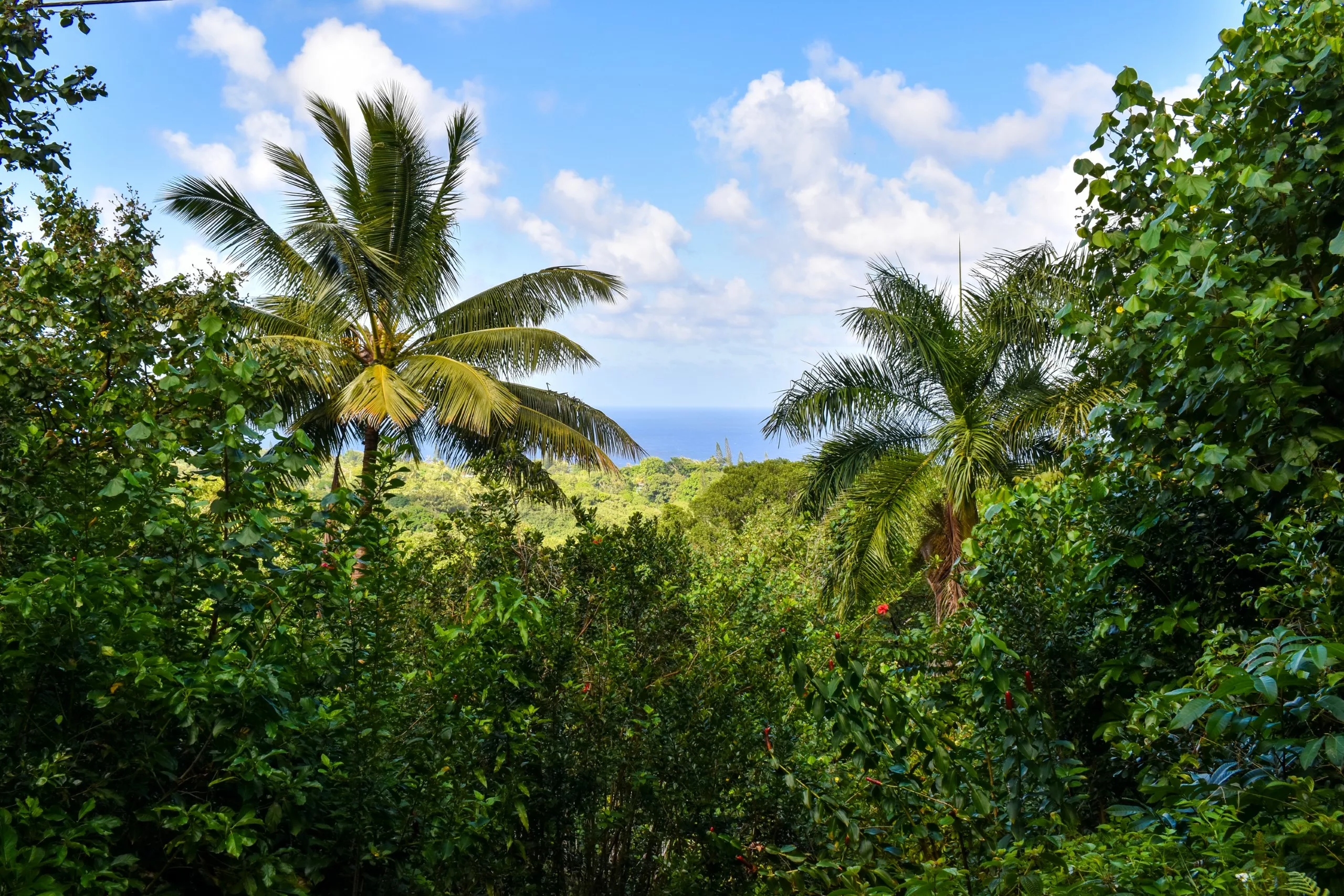 Une végétation tropicale dense avec des palmiers au premier plan, un feuillage vert luxuriant partout et une vue sur l'océan bleu