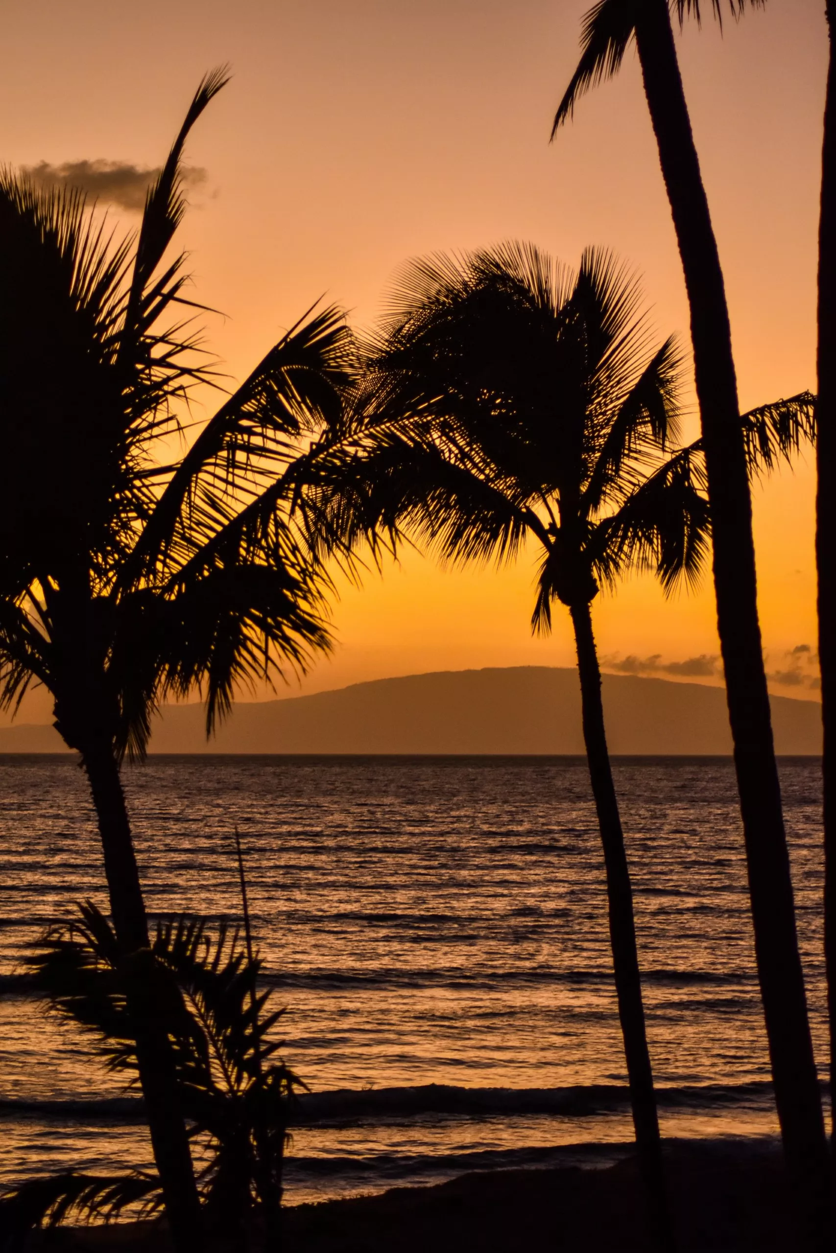 Des palmiers se découpant sur un ciel de coucher de soleil orange et jaune au bord de l'océan, avec des vagues calmes et une île en face