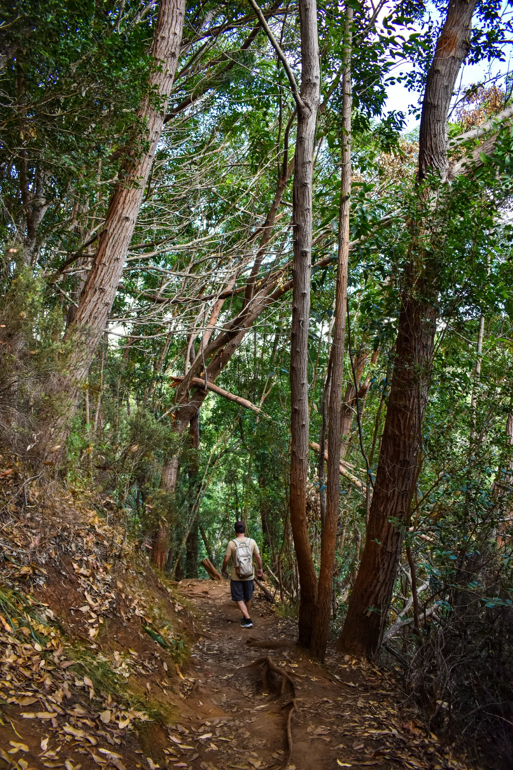 Une personne marche seule sur un étroit sentier de terre à travers une forêt dense, peuplée de grands arbres et de feuillages verdoyants, explorant les paysages luxuriants de Kauai . Des feuilles sèches recouvrent une partie du sentier.