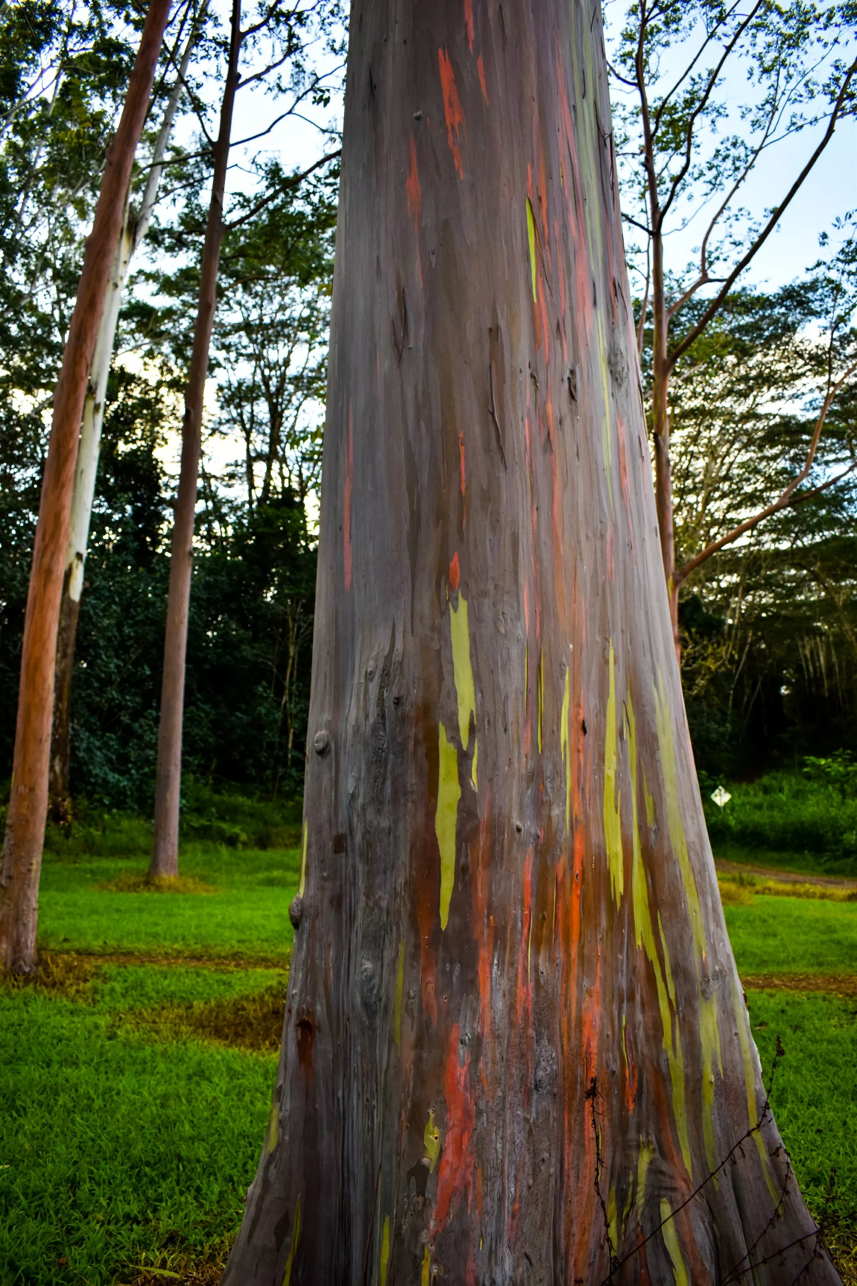 Gros plan d'un grand tronc d'arbre à l'écorce tachetée de brun, de vert et d'orange dans un coin de verdure.