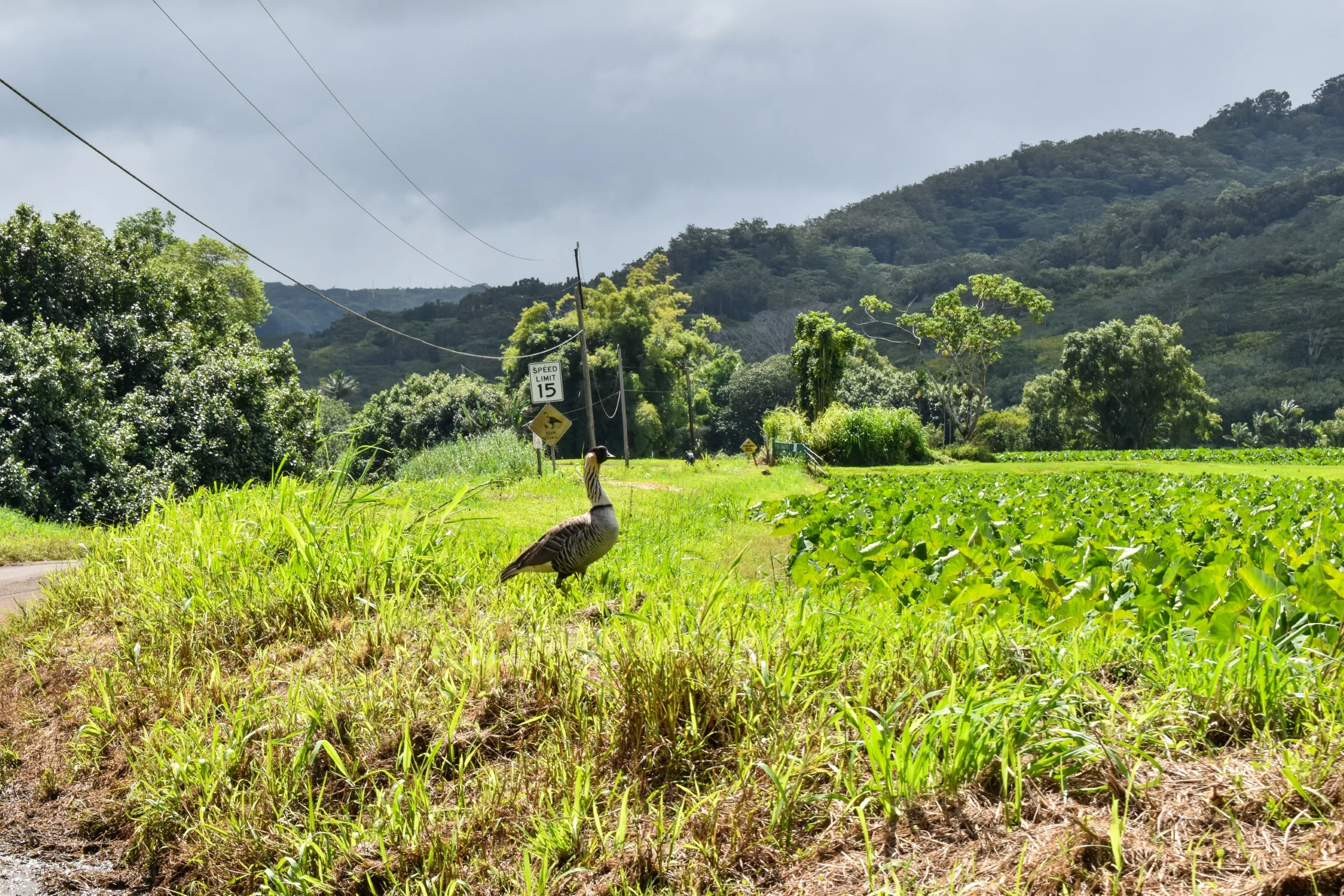 Un oiseau nene se tient sur le bord d'une route herbeuse près d'un champ, avec au fond des collines verdoyantes et des arbres sous un ciel nuageux.