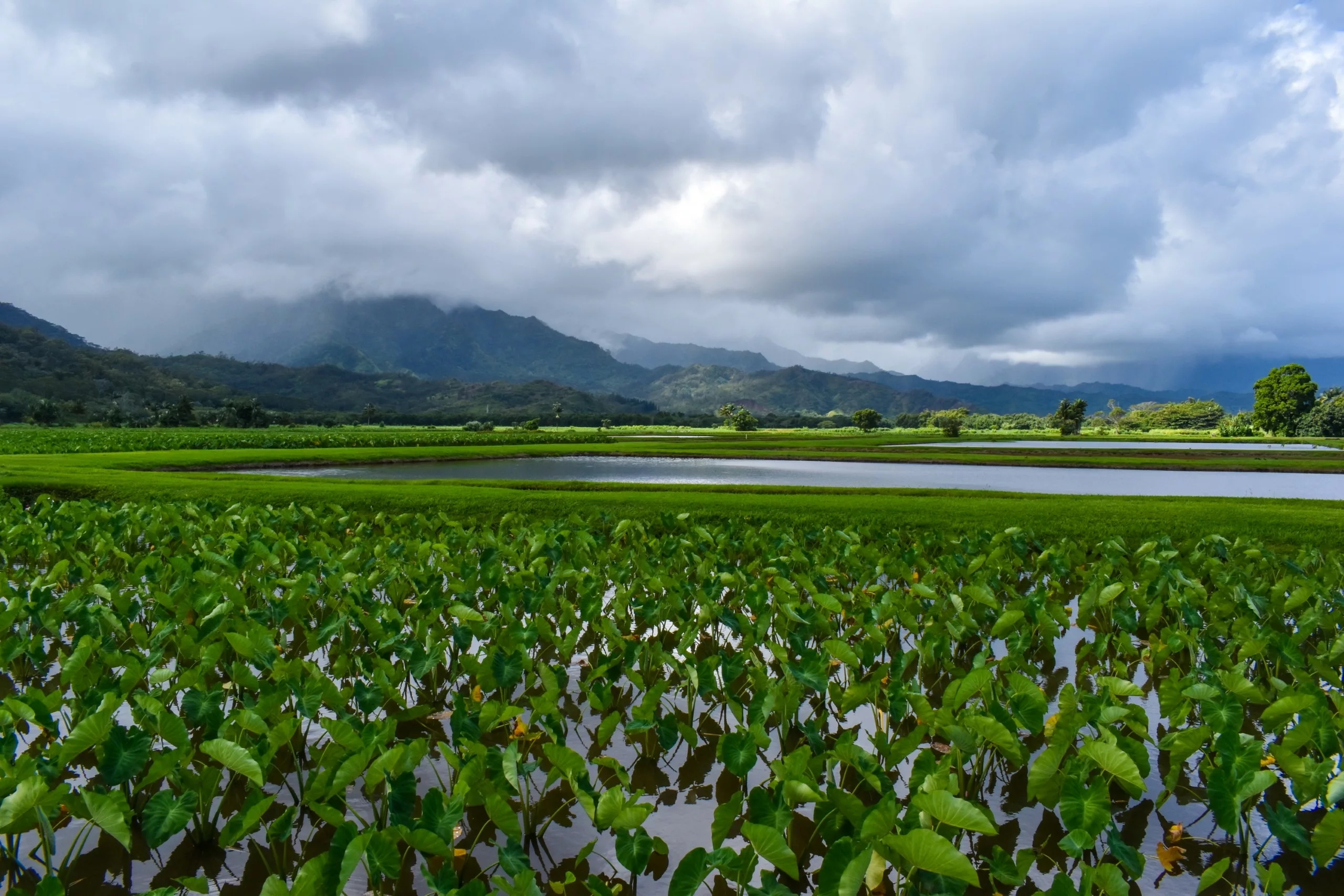 Des rangées de plants de taro verts poussent dans un champ inondé à Kauai, avec des montagnes et des nuages sombres en arrière-plan