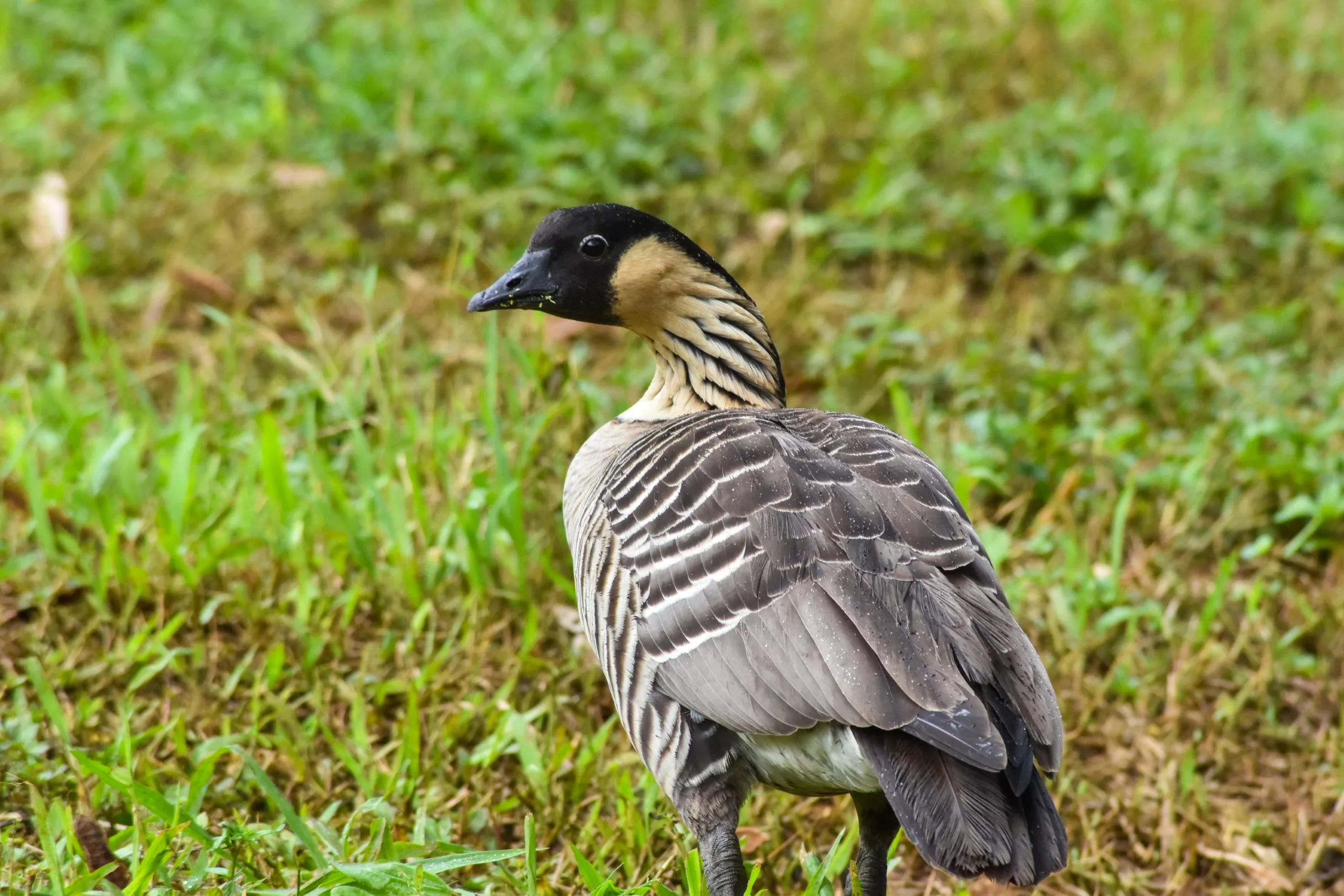 Une nene, ou oie hawaïenne, se tient sur l'herbe verte. Cet oiseau a la tête noire, les joues crème et un plumage gris-brun avec des rayures sur le cou.