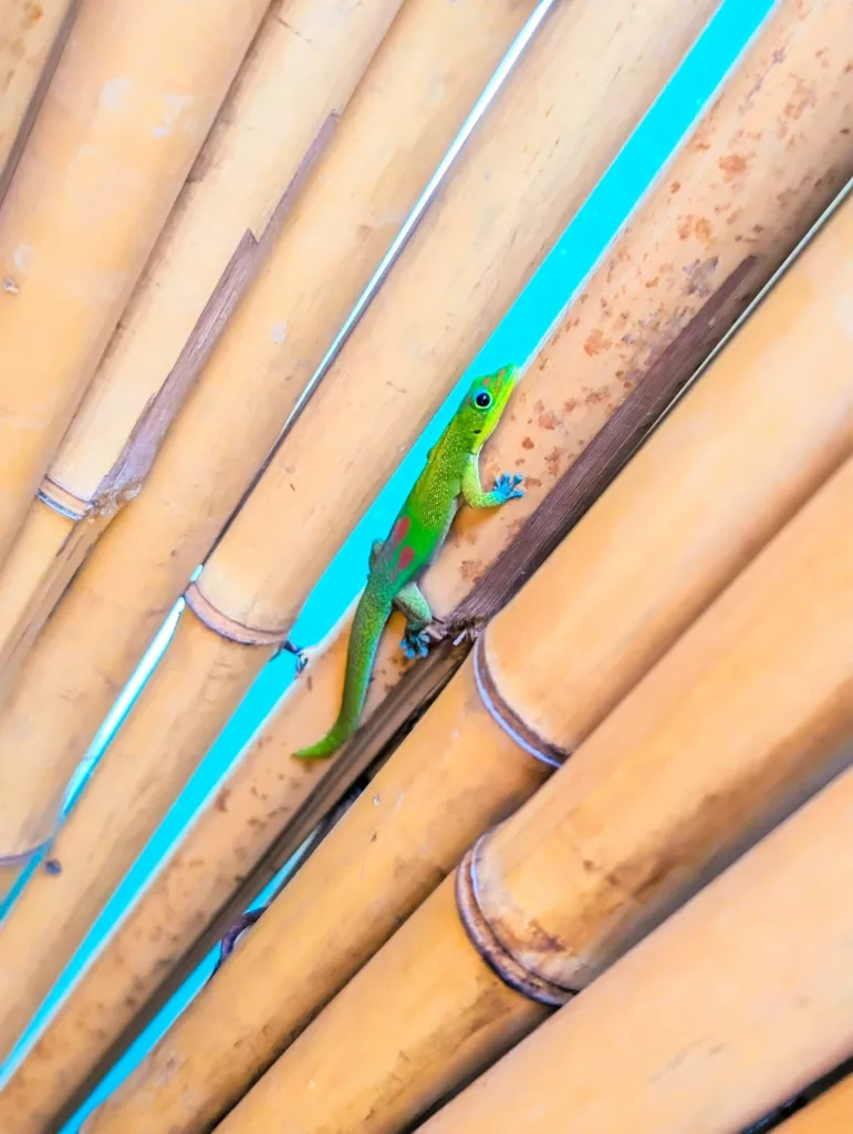 Un petit gecko vert avec des taches rouges grimpe sur des tiges de bambou jaune sur un fond bleu vif